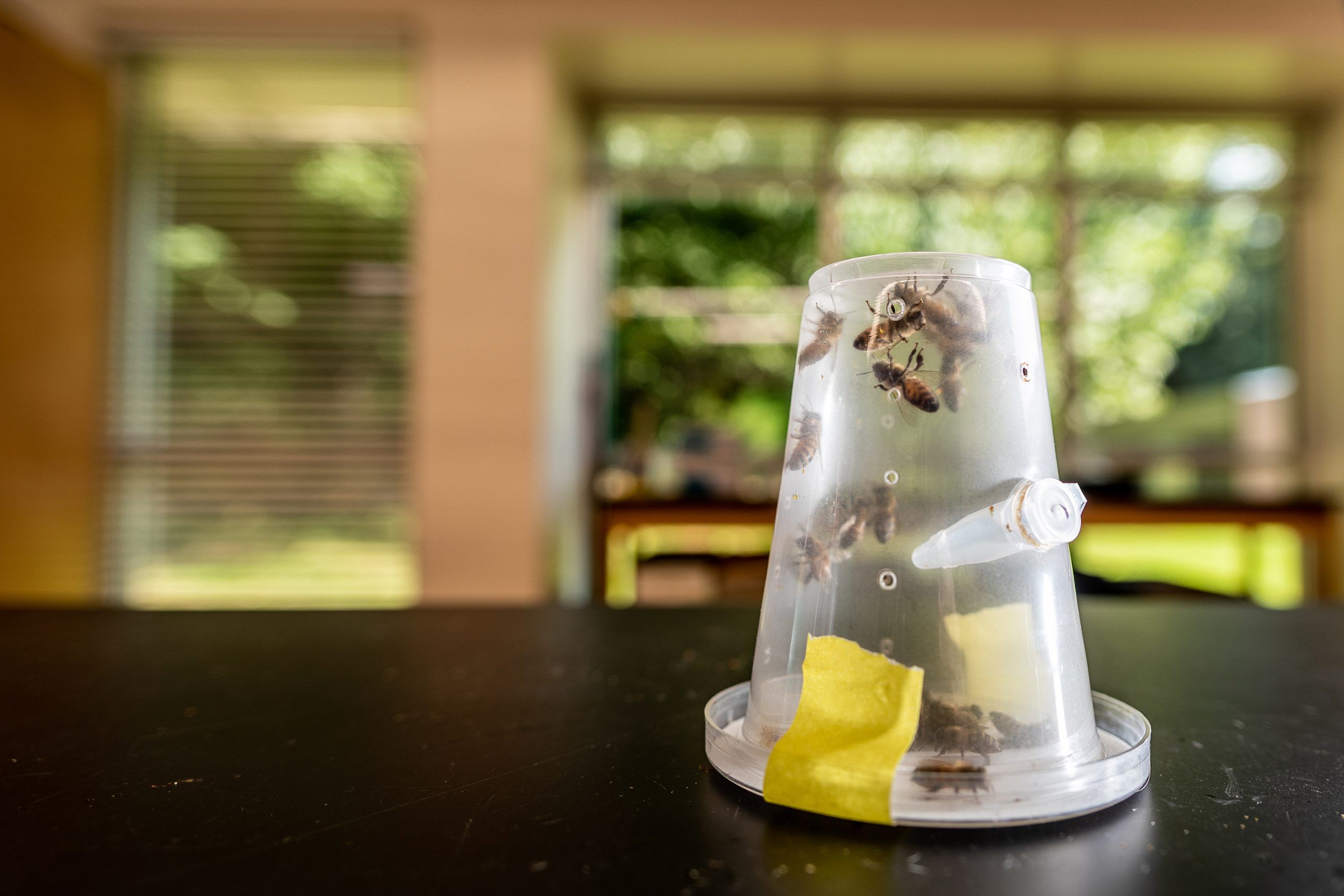 Bees in a clear plastic cup.