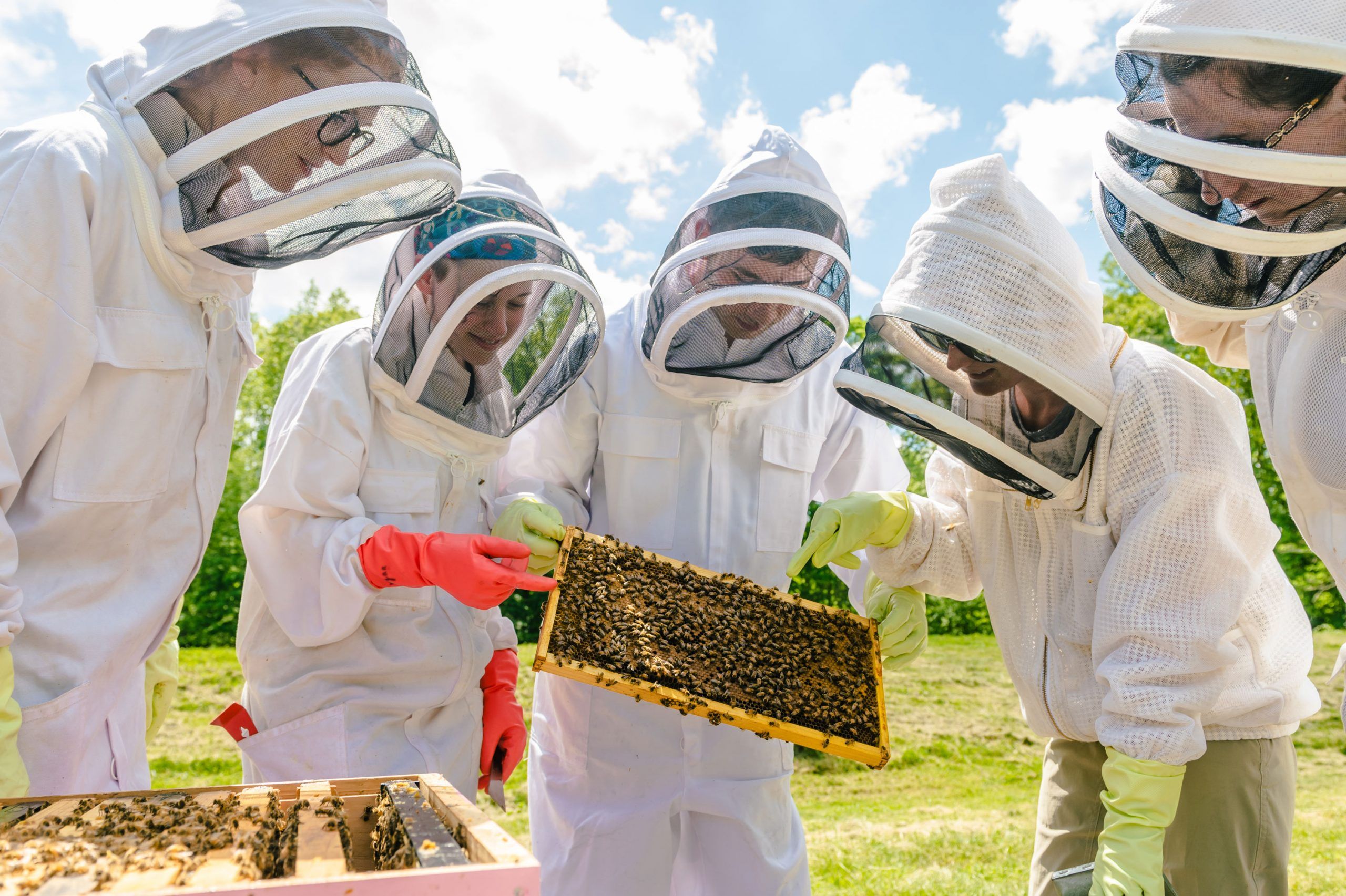 Researchers in bee suits examining a hive