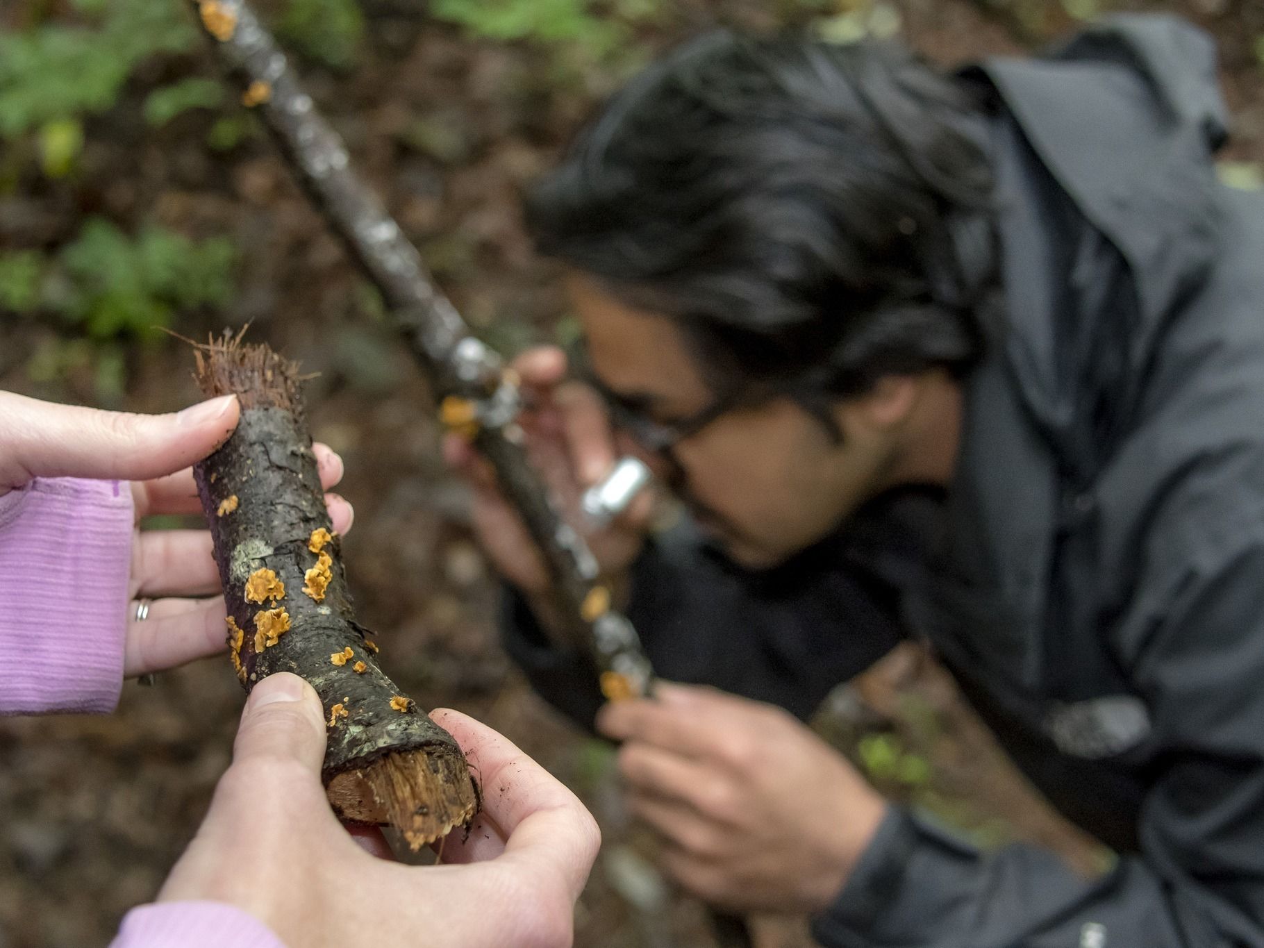 Researchers examining fungi on fallen sticks
