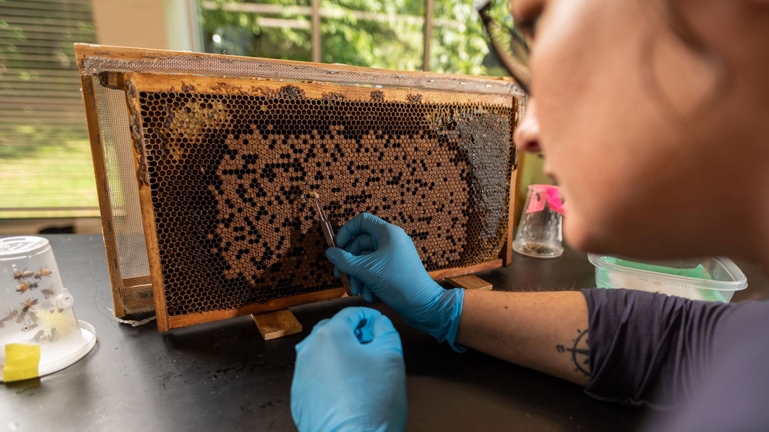 A person wearing protective gloves using tweezers on a honeycomb