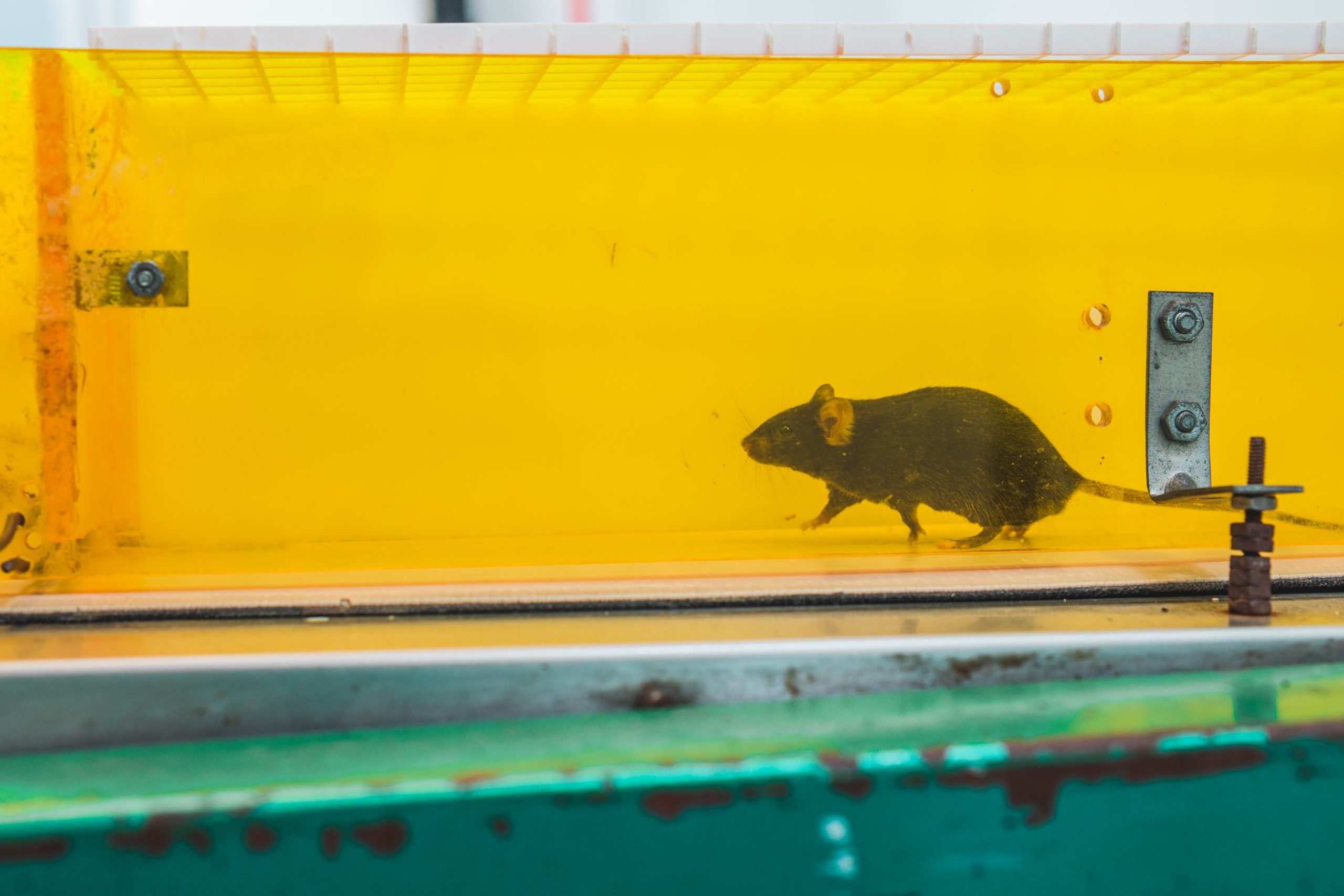 A mouse runs through a maze.