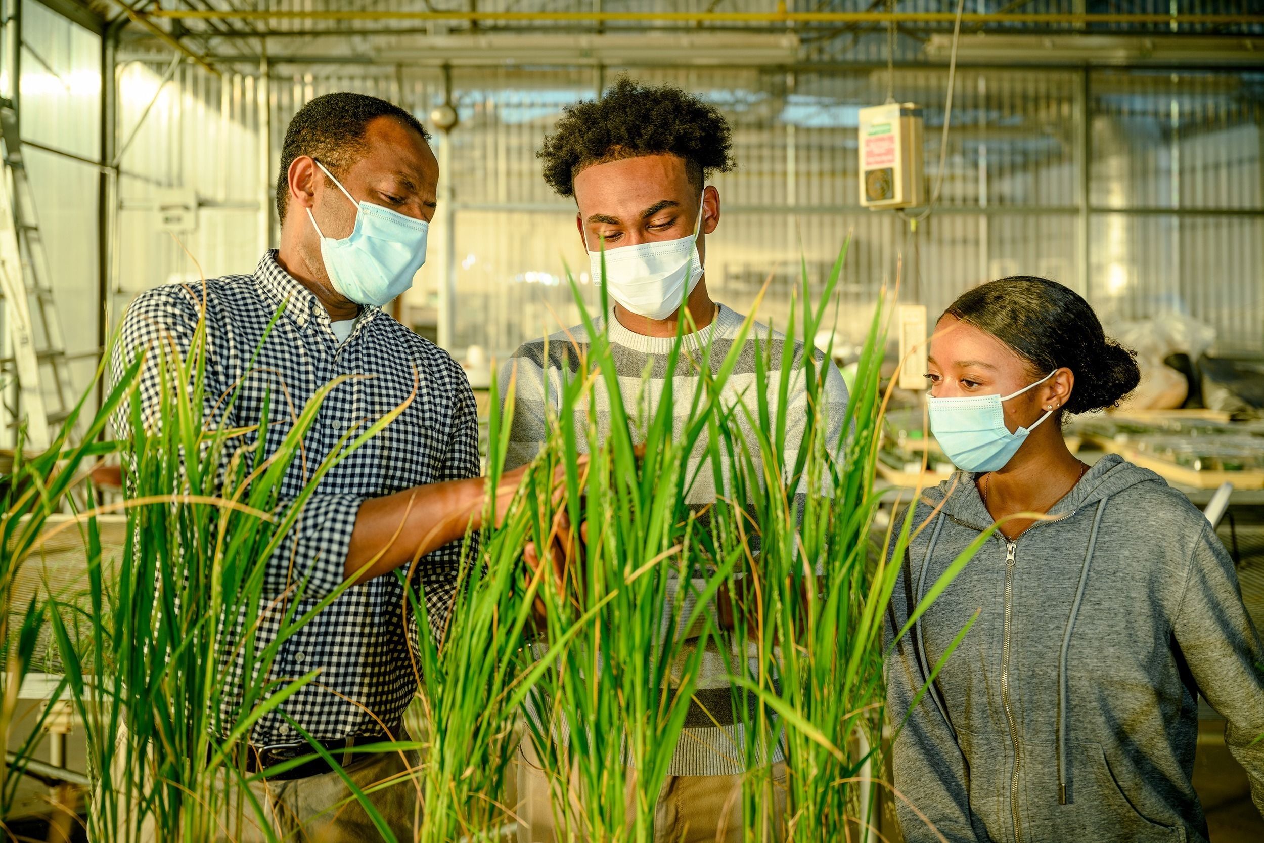 Dr. Osena and his undergrads Staples and Lyons examine plants in the greenhouse. 