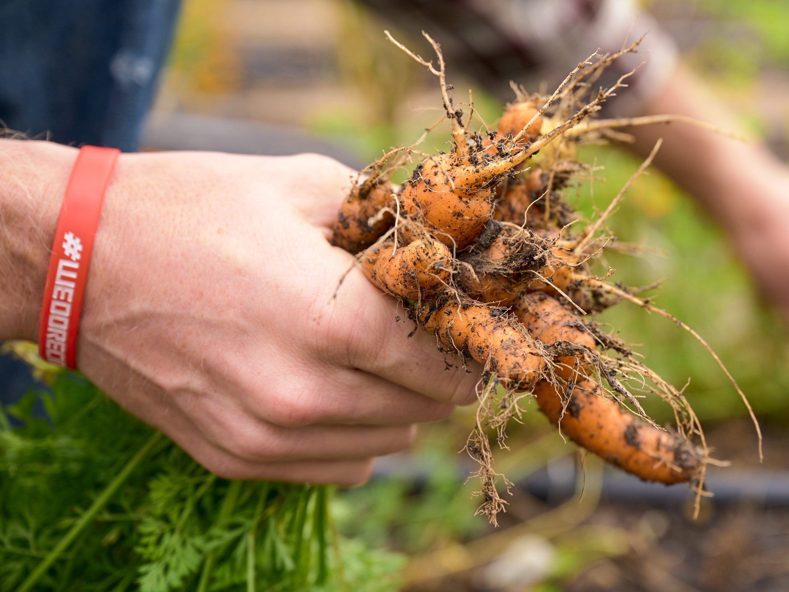 A hand hold up freshly harvested carrots.