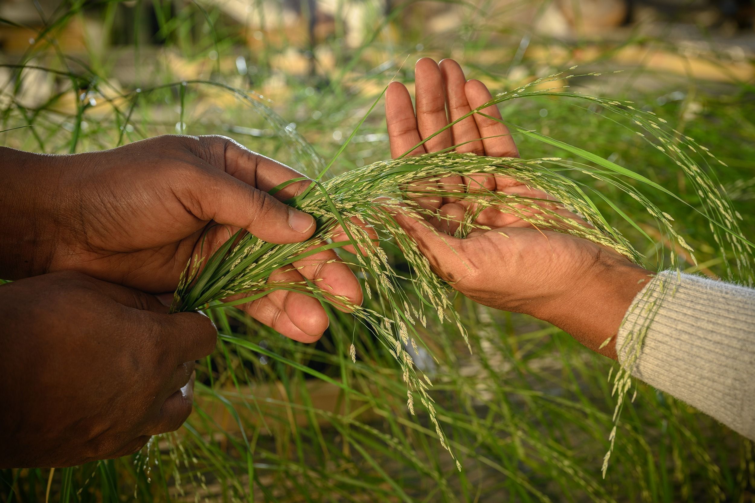 Three hands hold up tef cultivated in UNCG's research greenhouse.