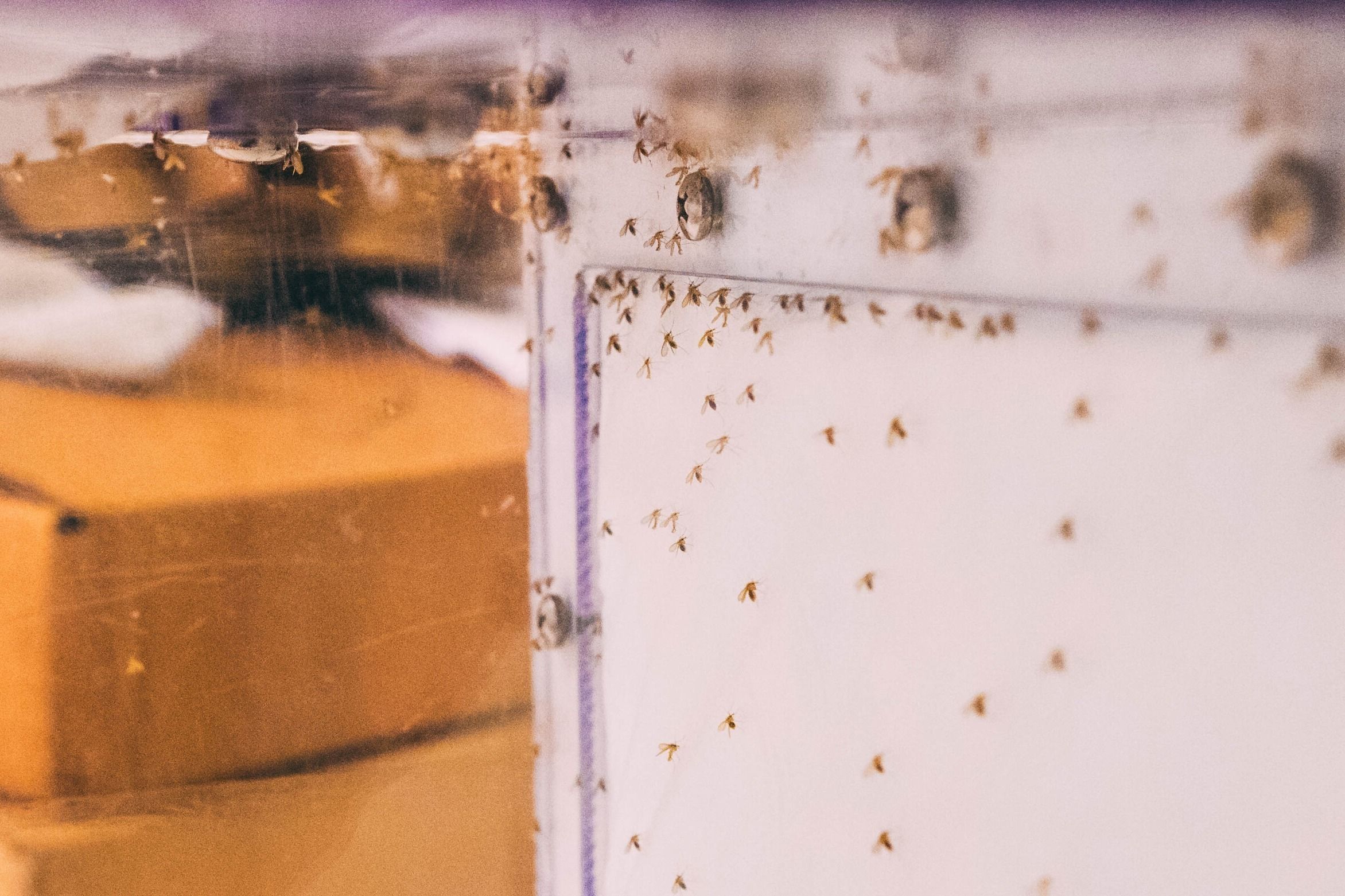 A close-up of the inside of Wasserberg's sand fly colony