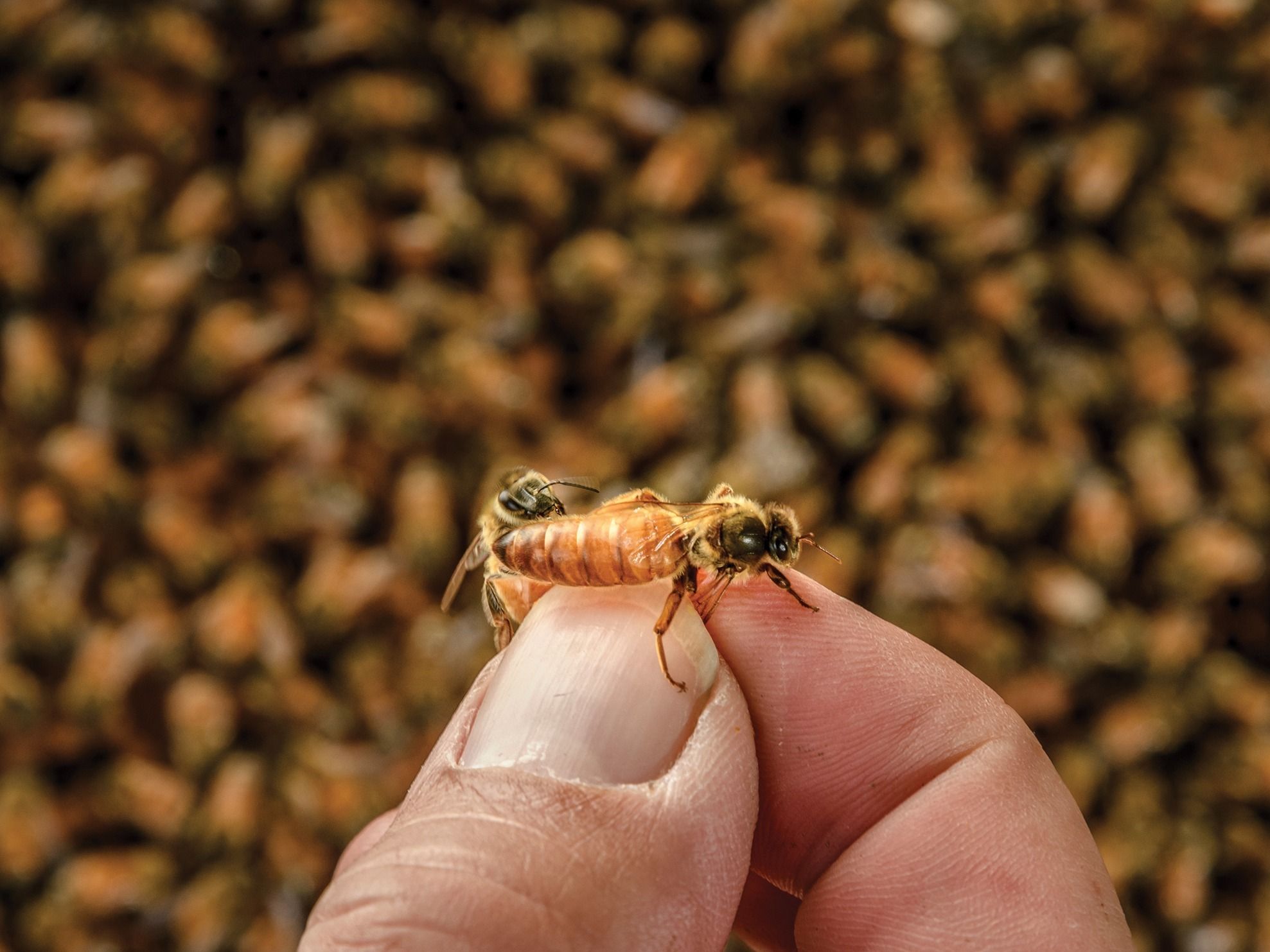 Researcher holding a queen bee