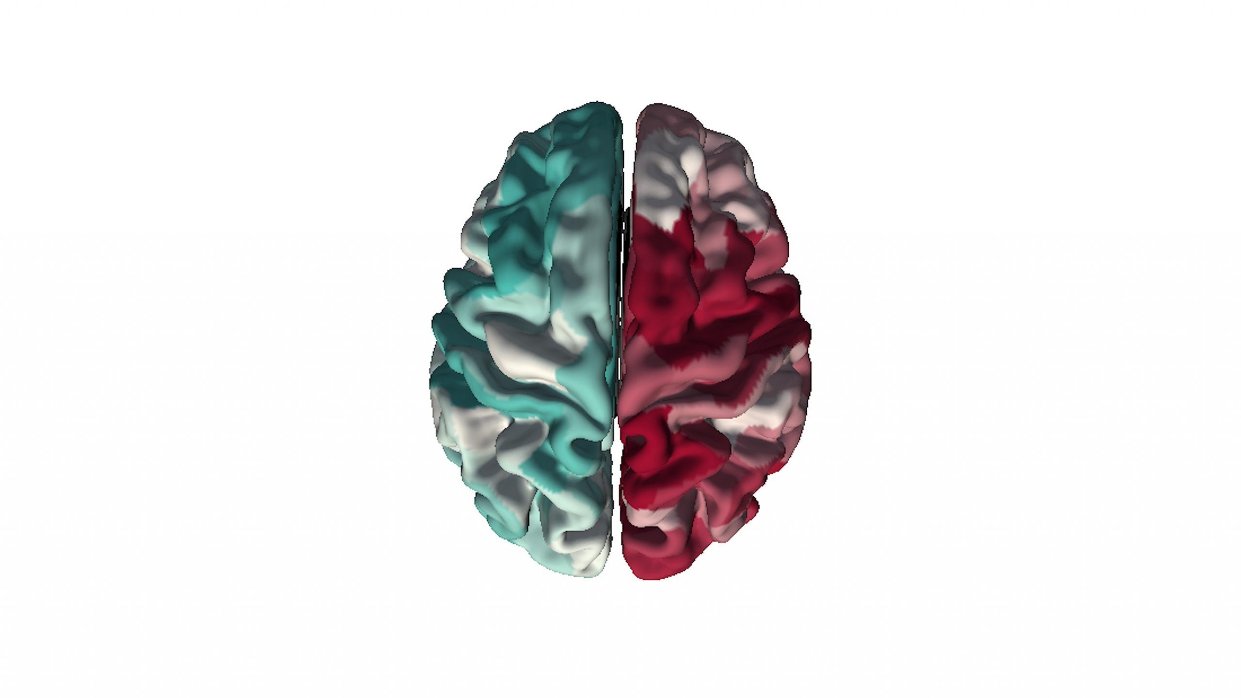 Top view of the human brain with one red and white side and another green and white