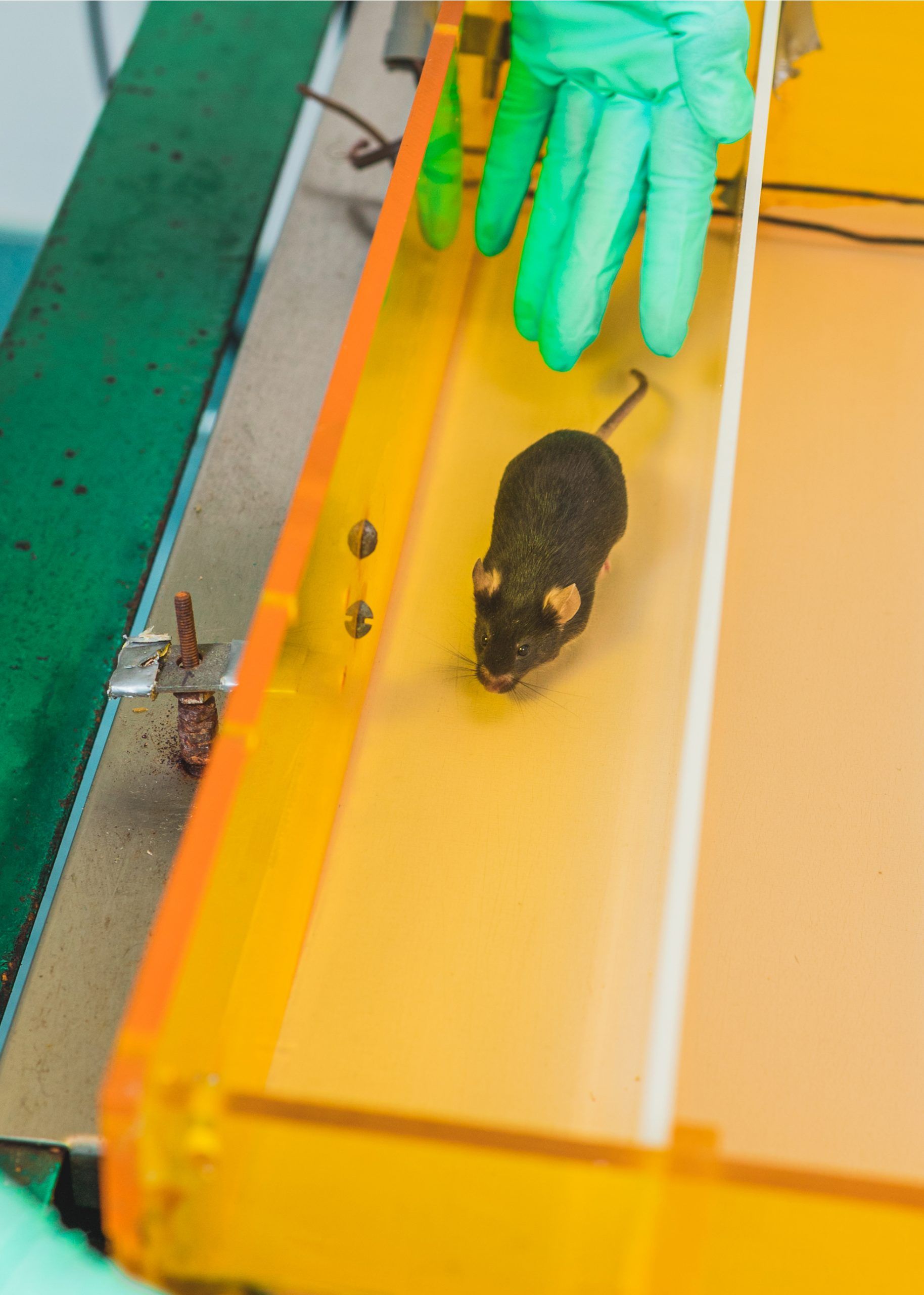 A gray mouse running through a maze