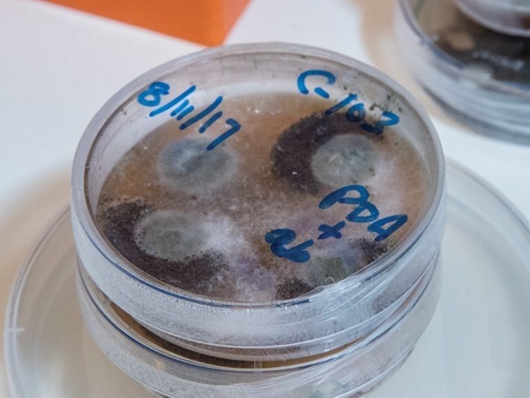 Fungi in a petri dish