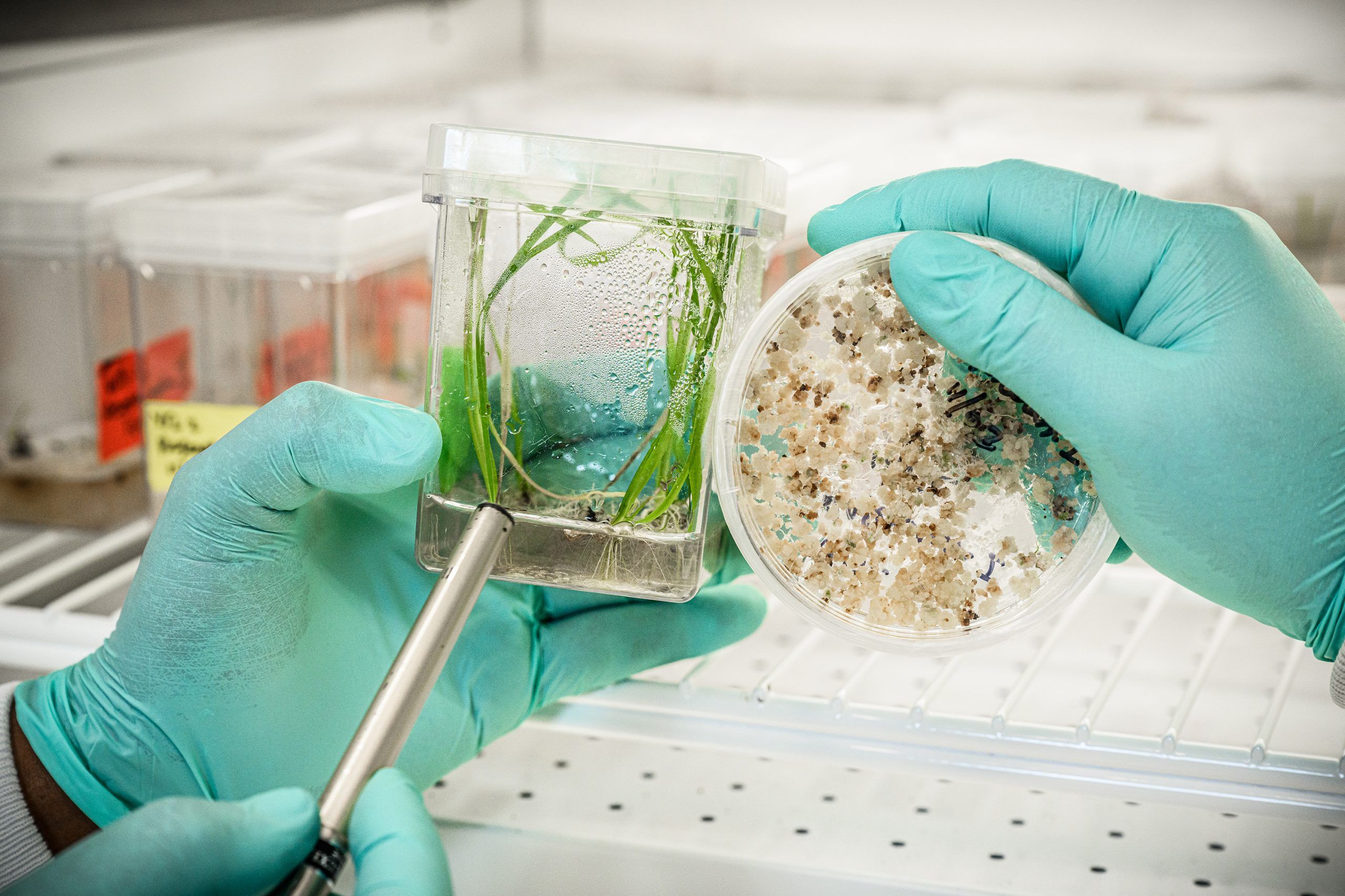 Hands hold up a petri dish and a square container of modified rice samples. 