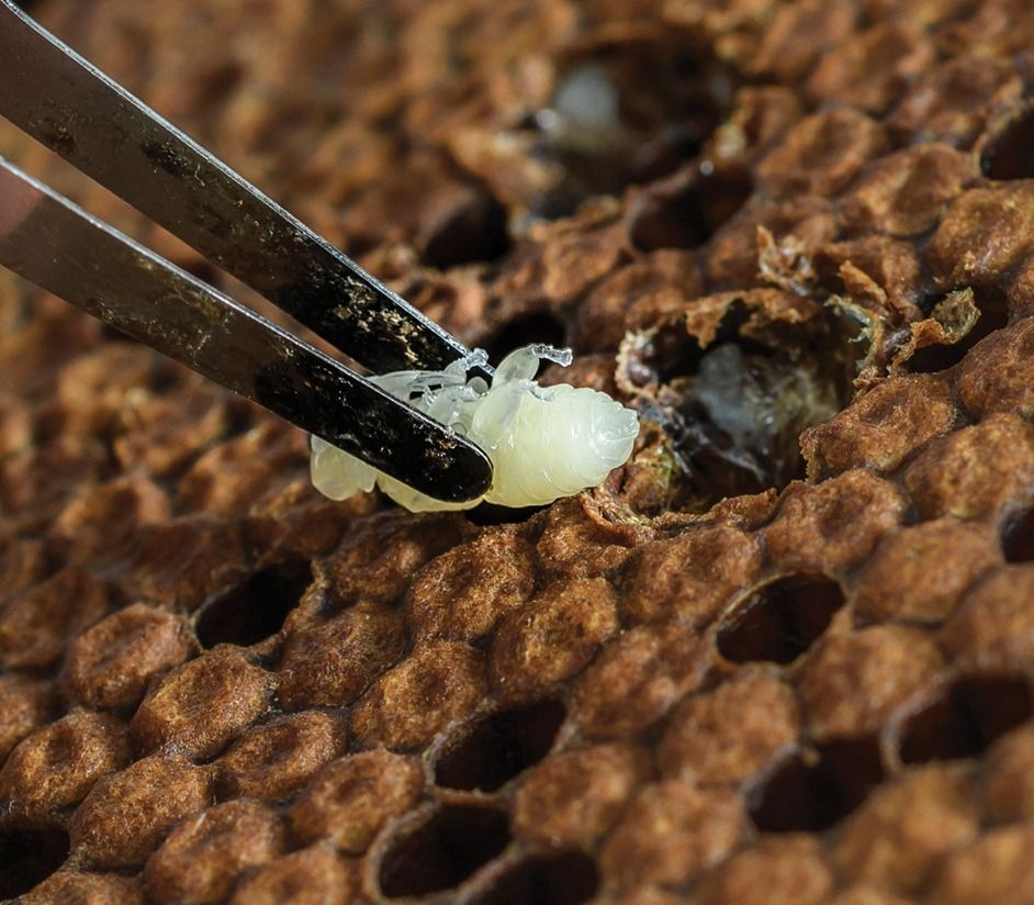 Researcher extracting a honeybee pupa