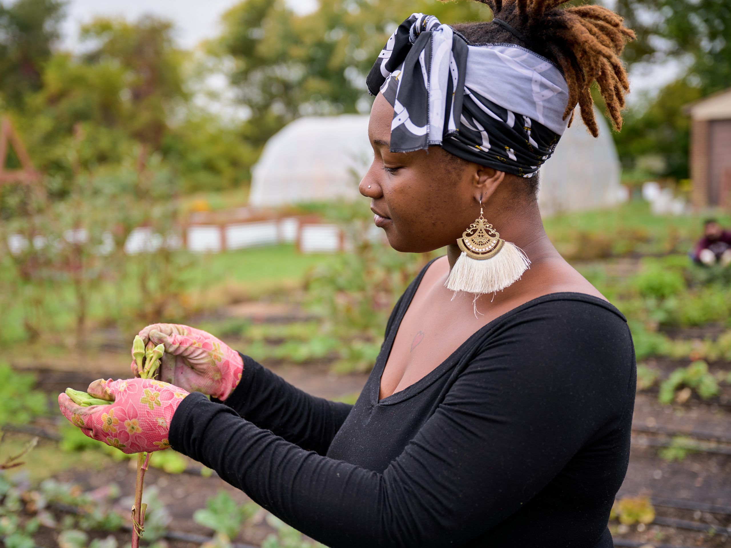 A UNCG student harvesting okra.