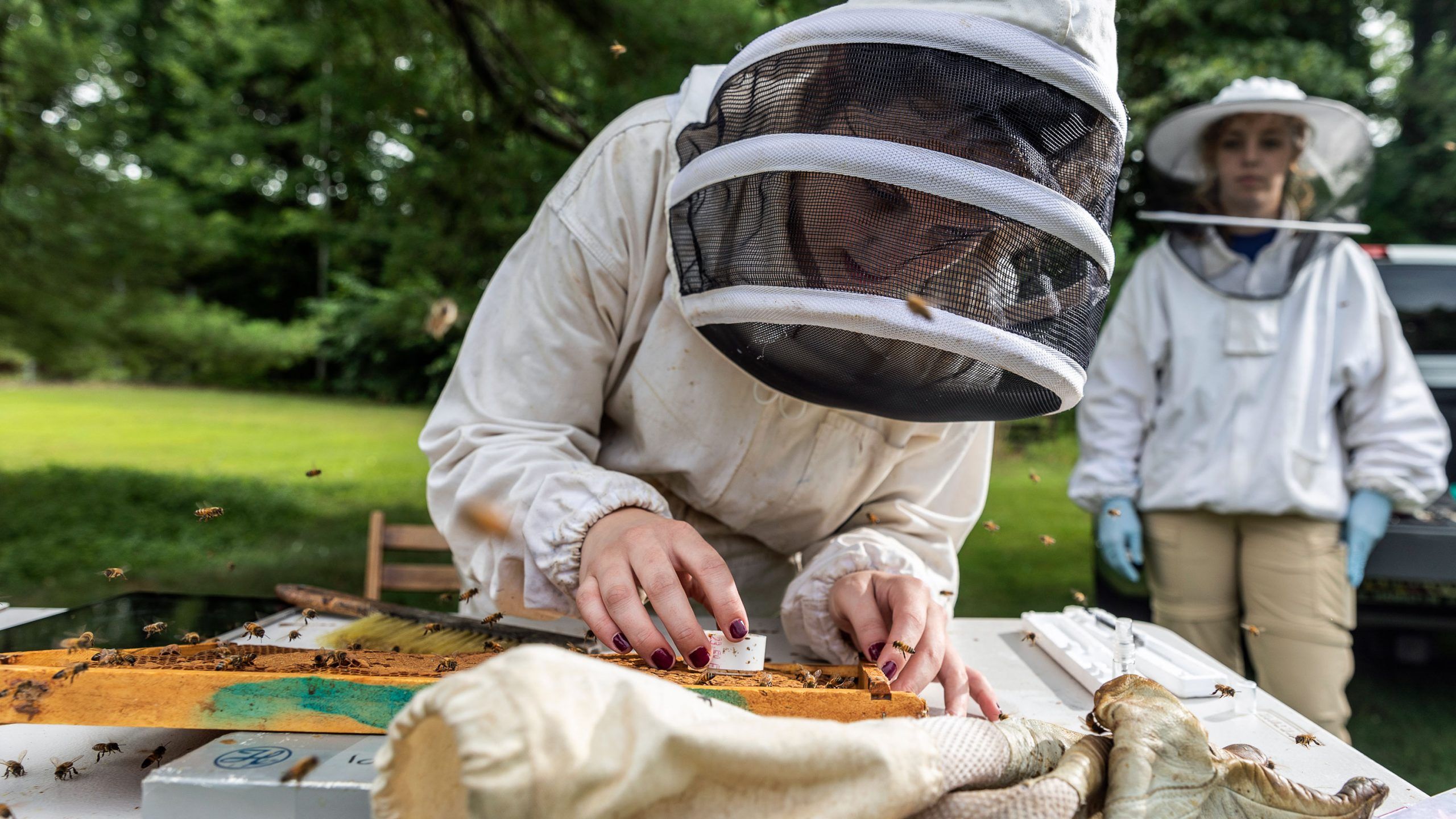 A person in beekeeping apparel examining bees on a honeycomb