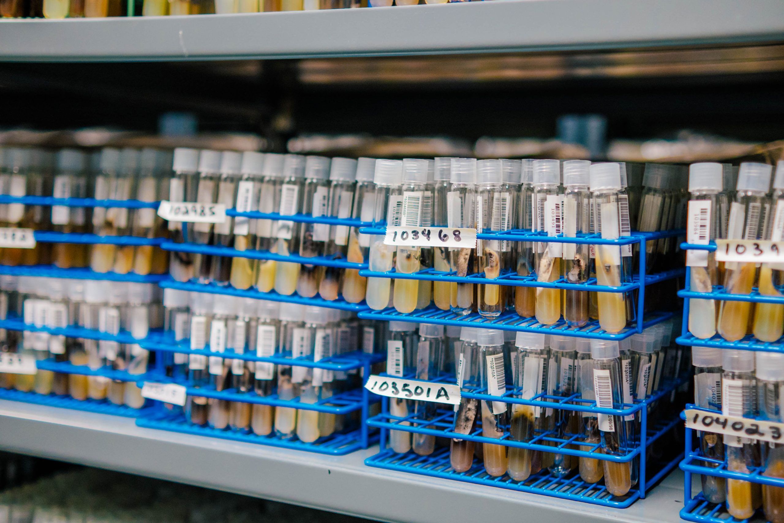 Shelves holding multiple blue racks filled with labeled test tubes containing various samples in liquid media.