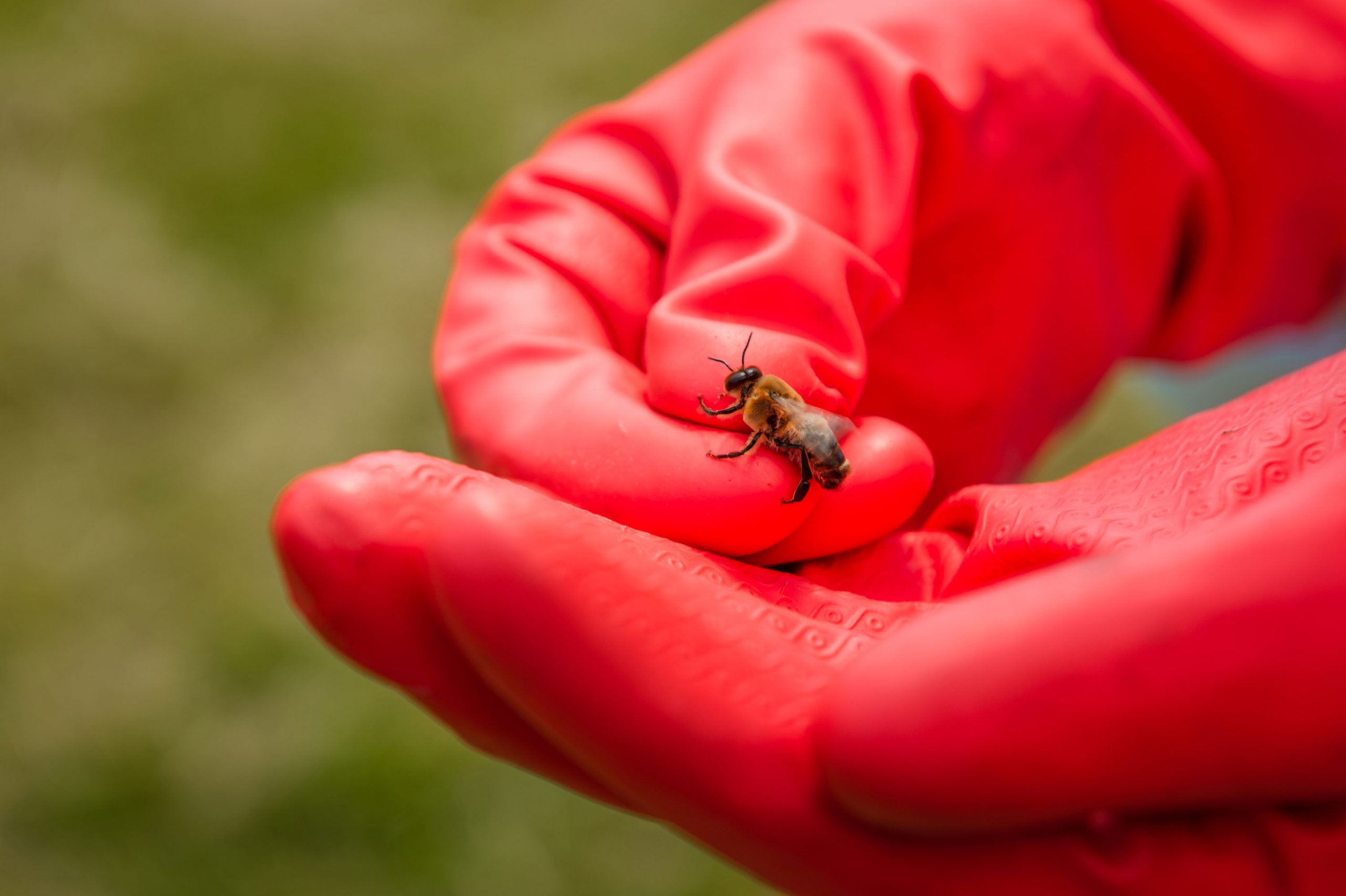 A pair of hands in red gloves holding a bee