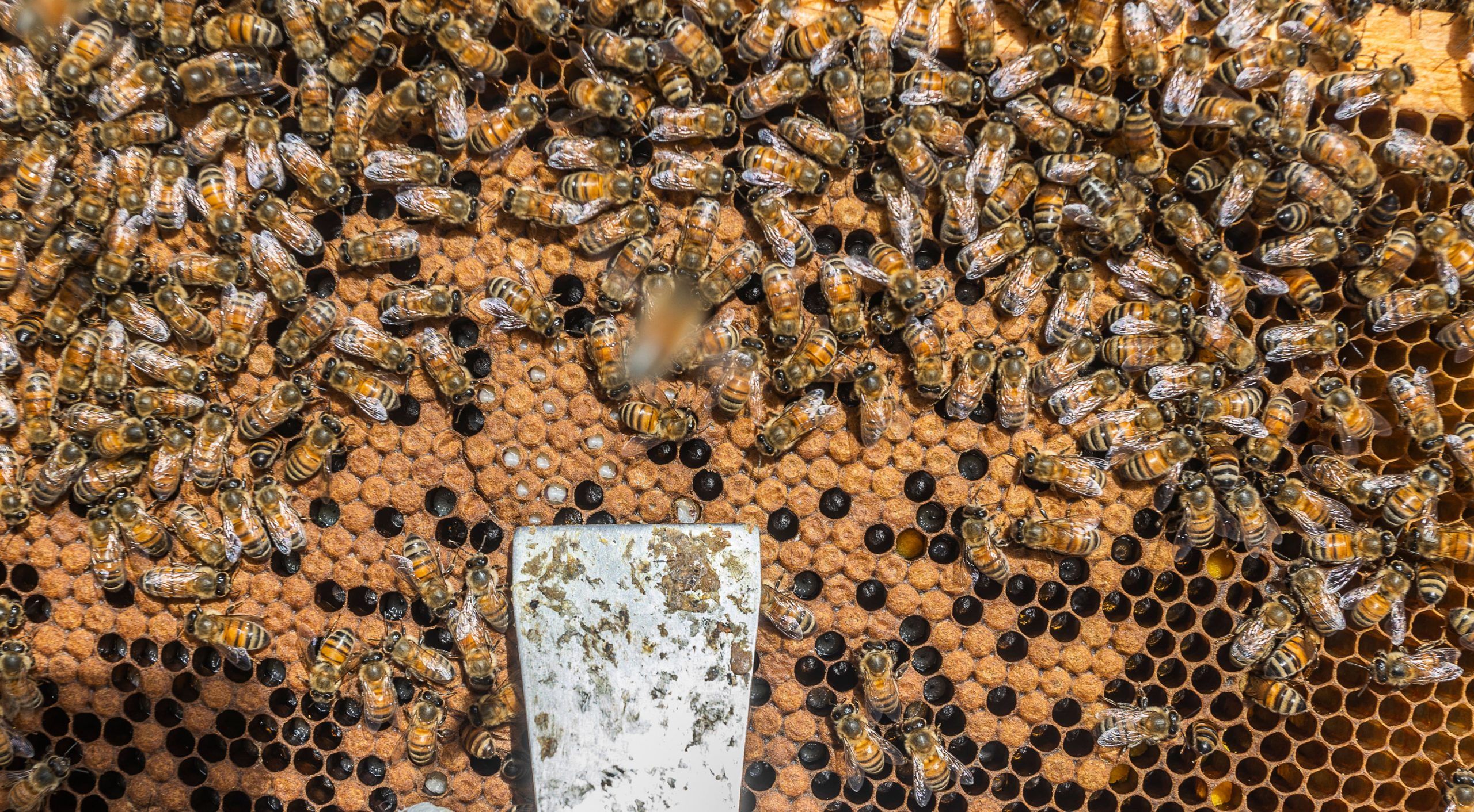 Bees clustered together on honeycomb. 