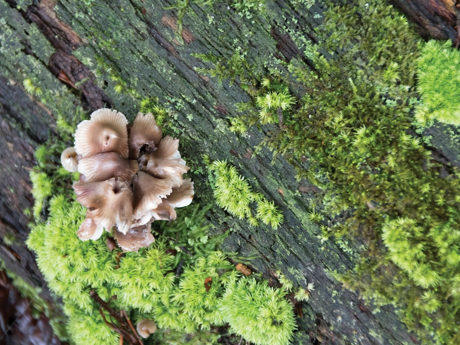 Fungi on tree bark with moss