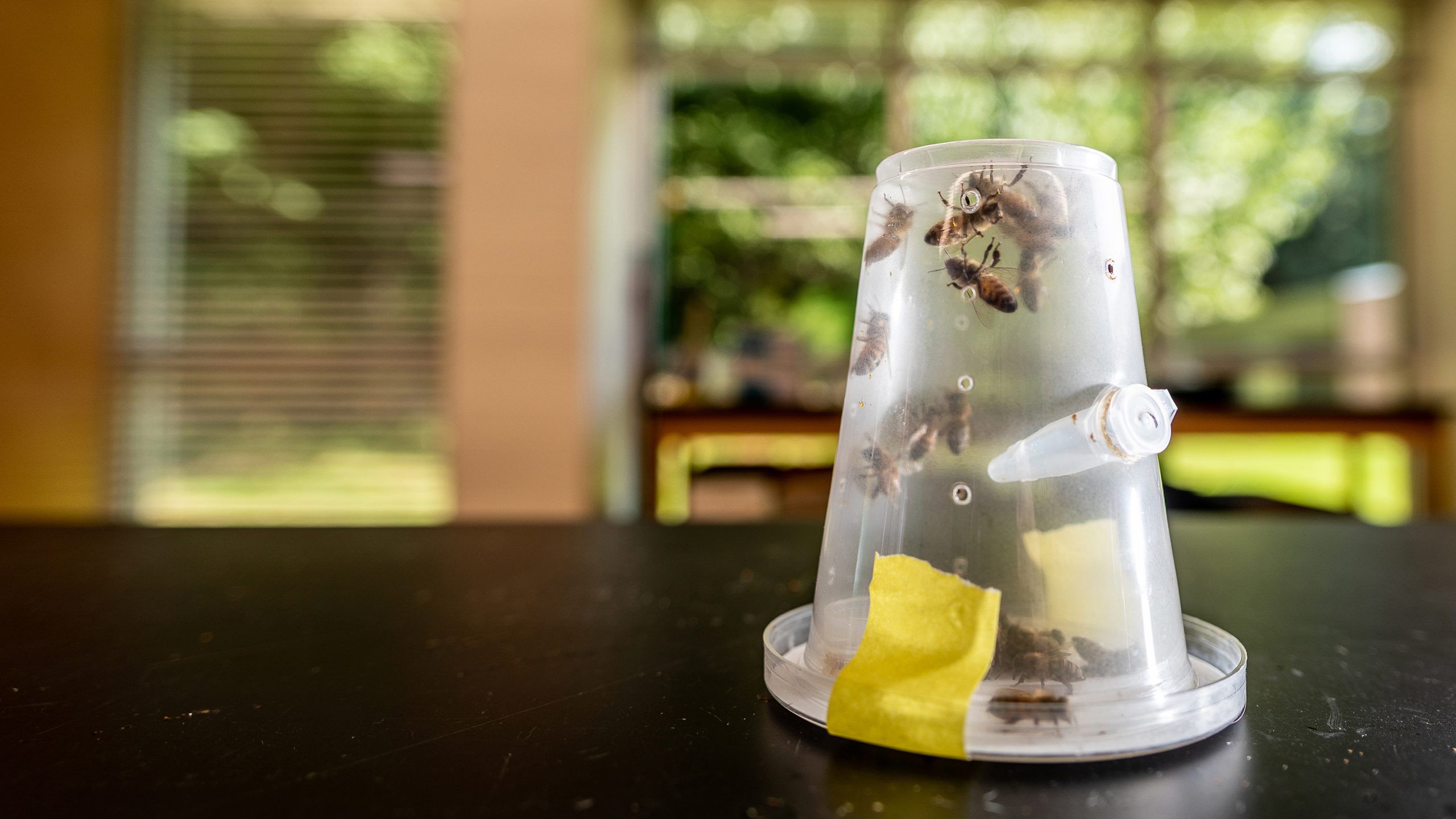 A modified, transparent plastic cup containing bees