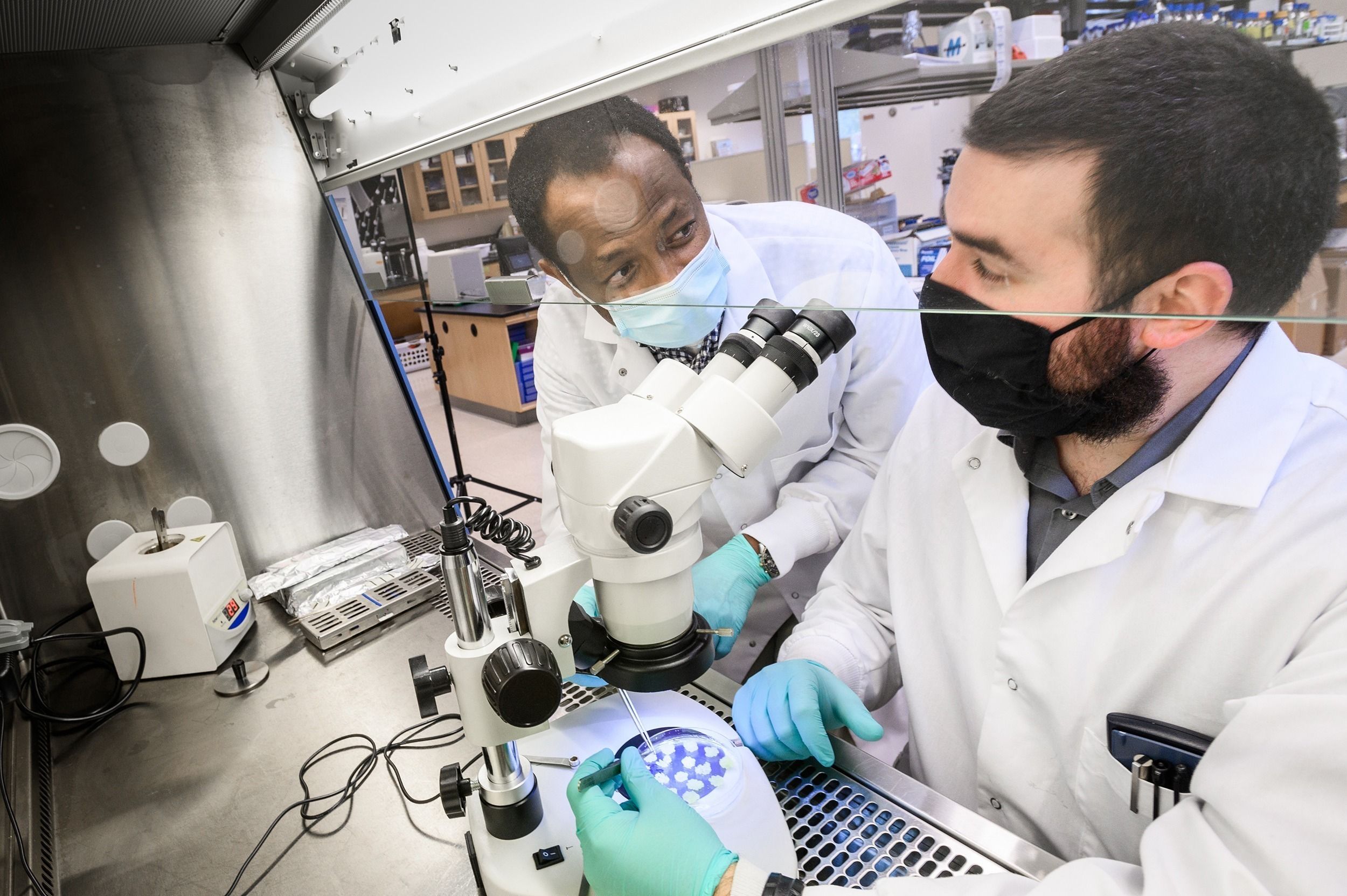 Dr. Osena and undergrad Colt Russell examine cassava using a microscope.