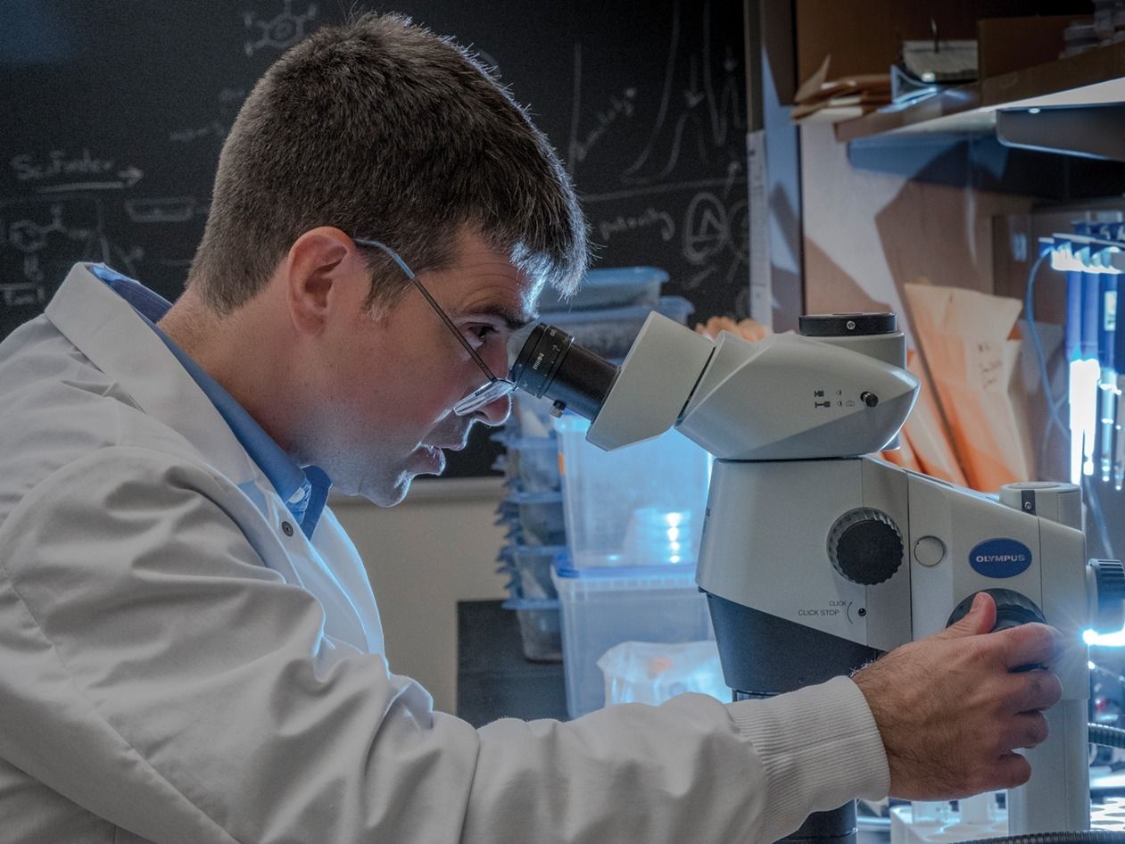 Dr. Nicholas Oberlies examining fungi with a microscope