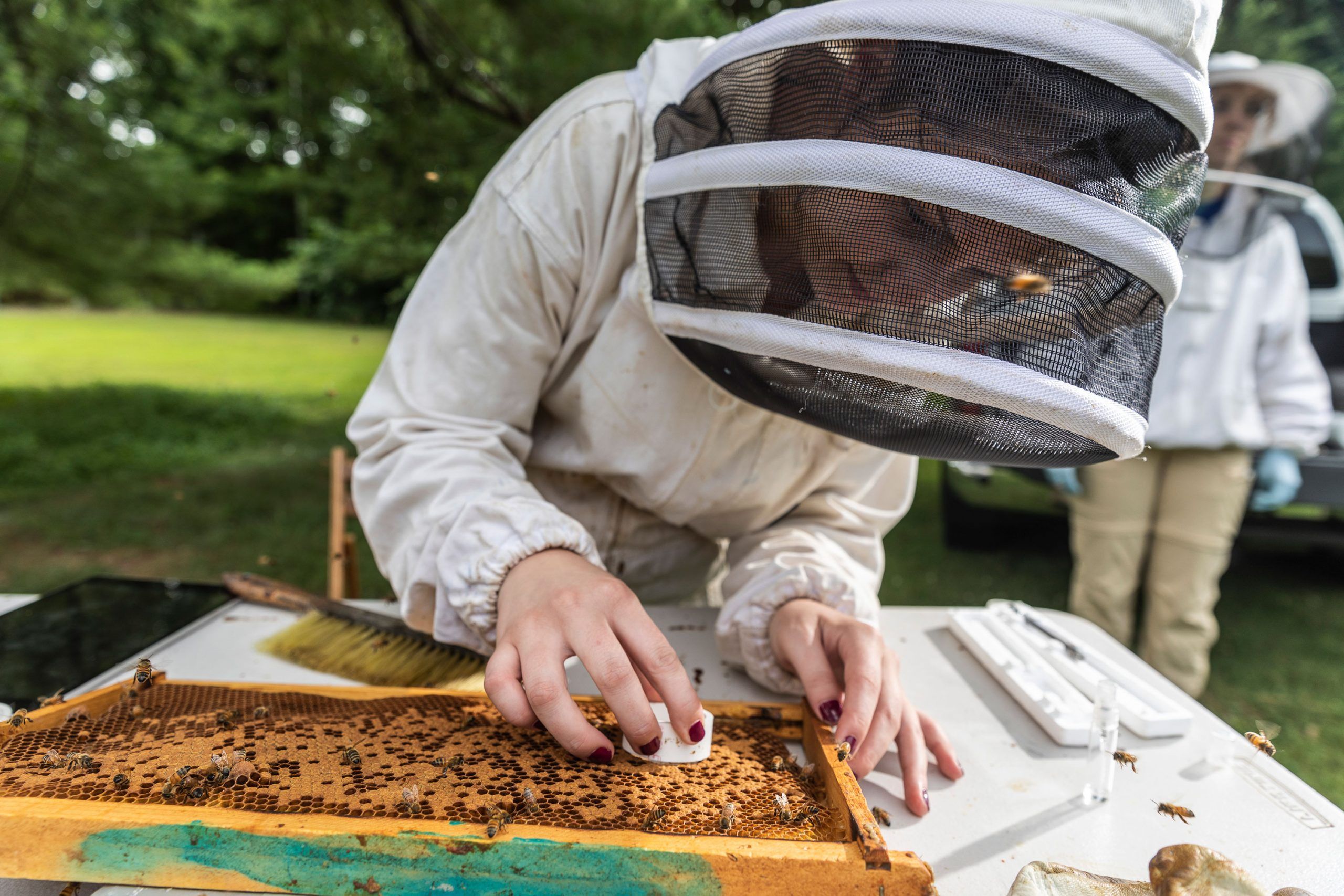 A beekeeper examining a honeycomb. 
