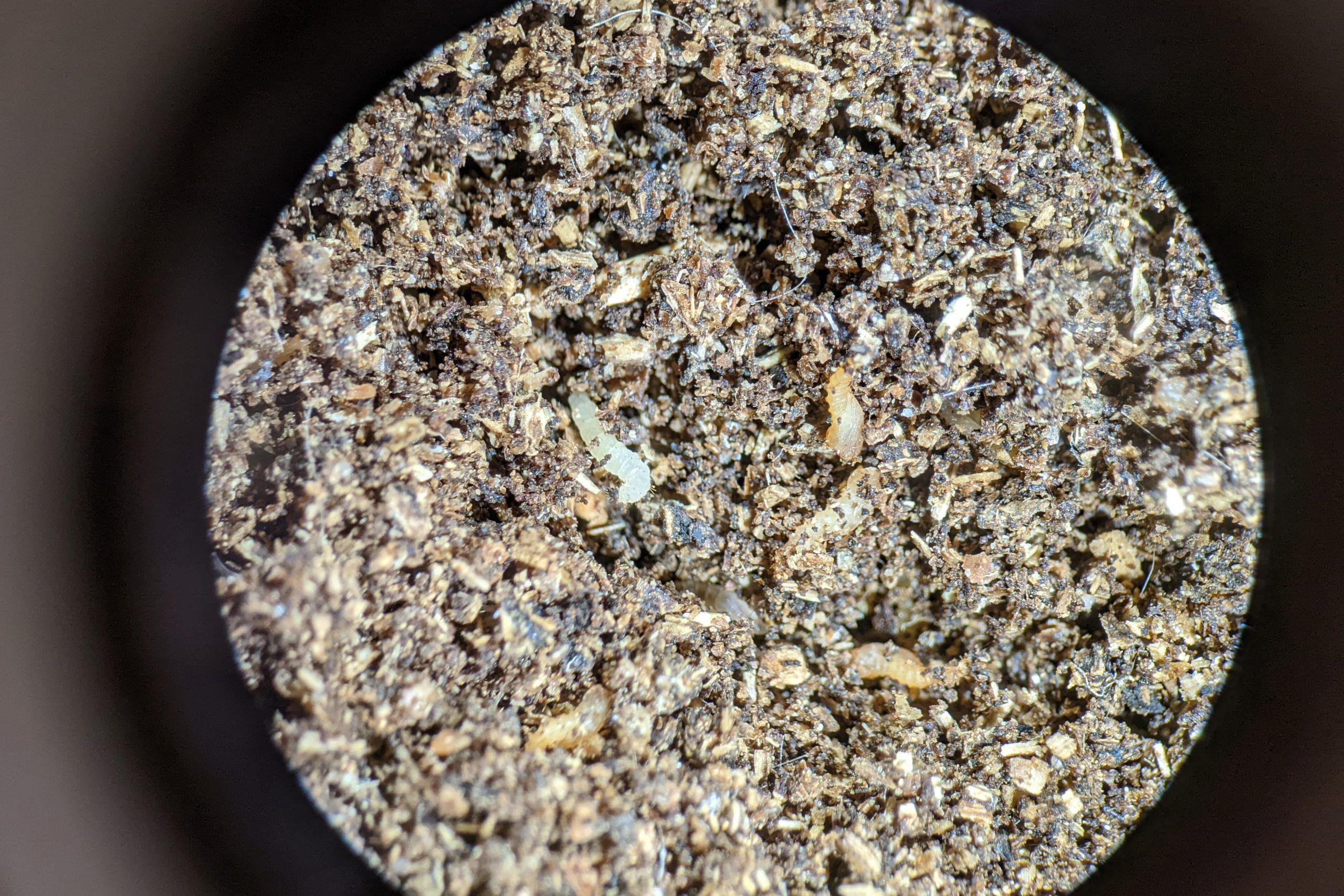 Microscopic image if sand flies