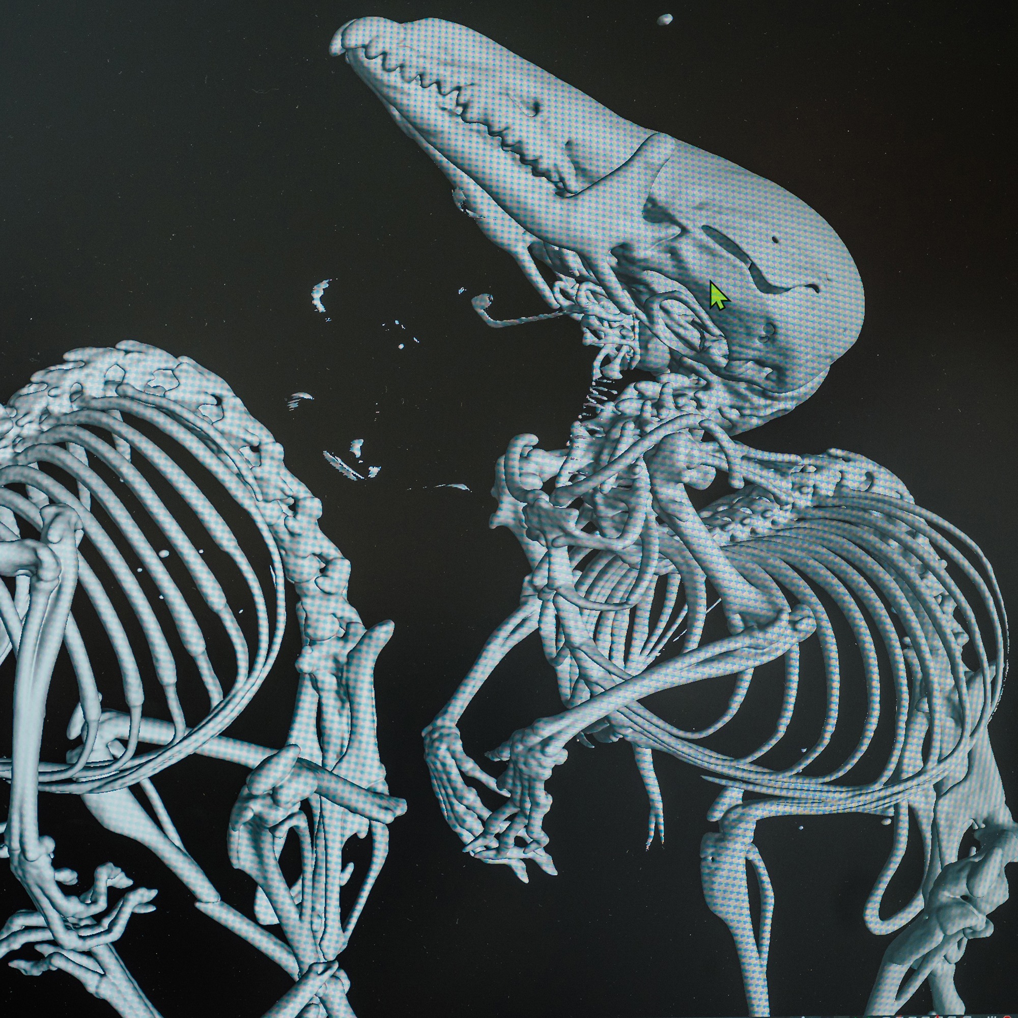 digital image of an animal skeleton