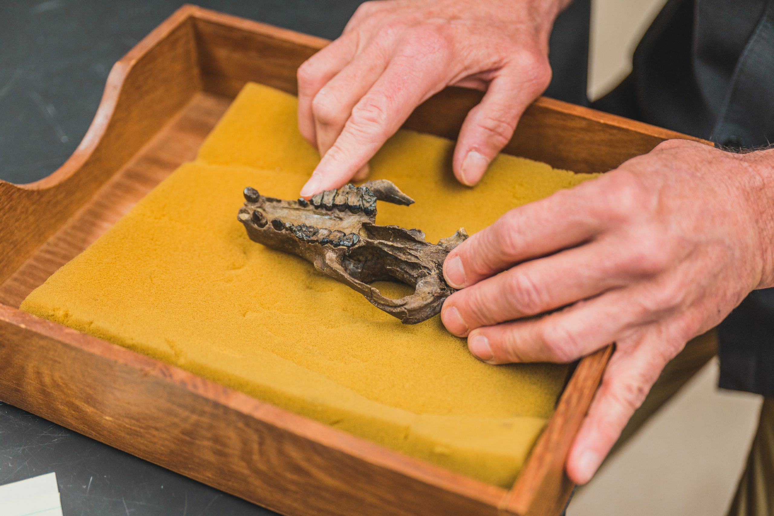 hands holding an animal skull