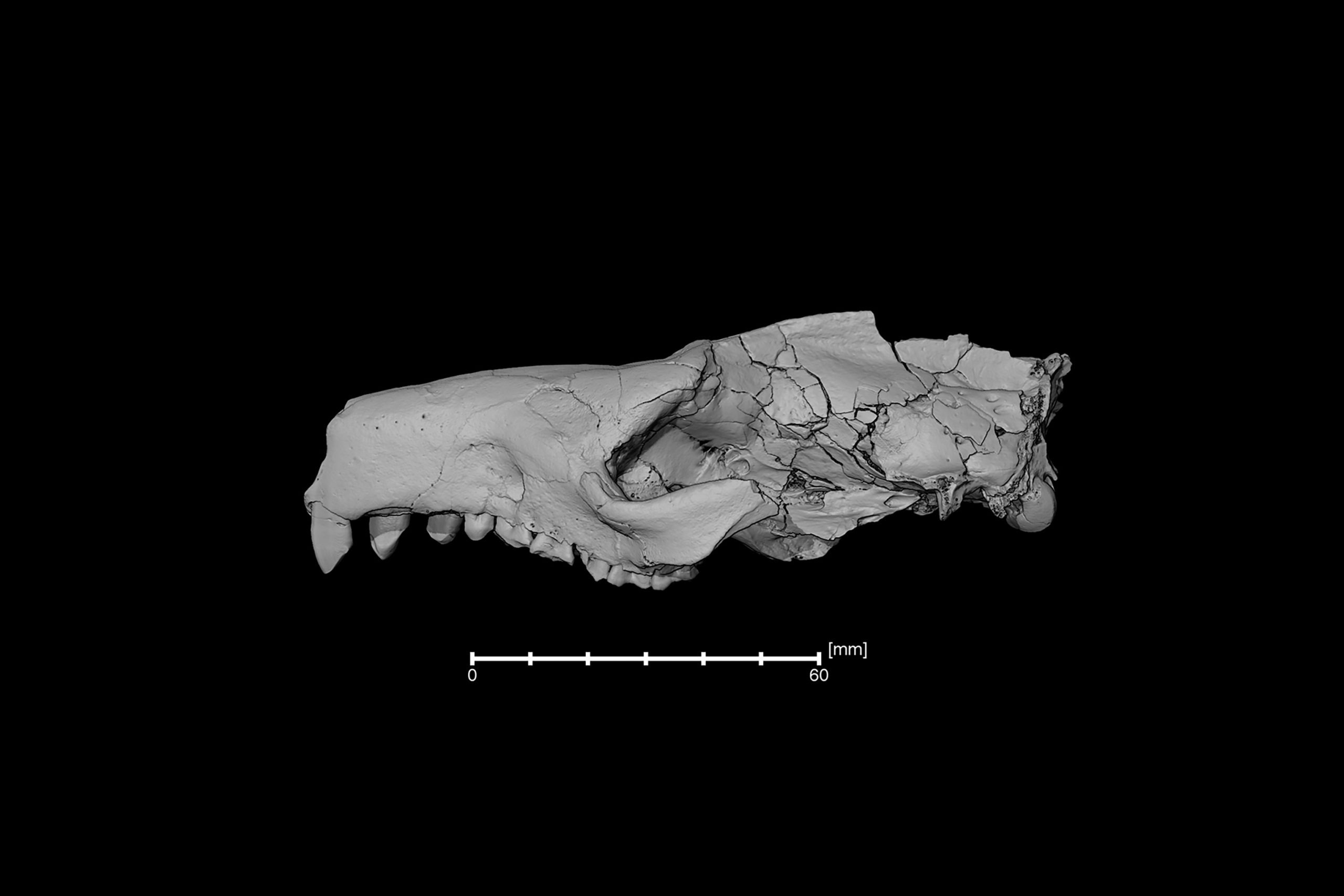 digital image of an animal skull