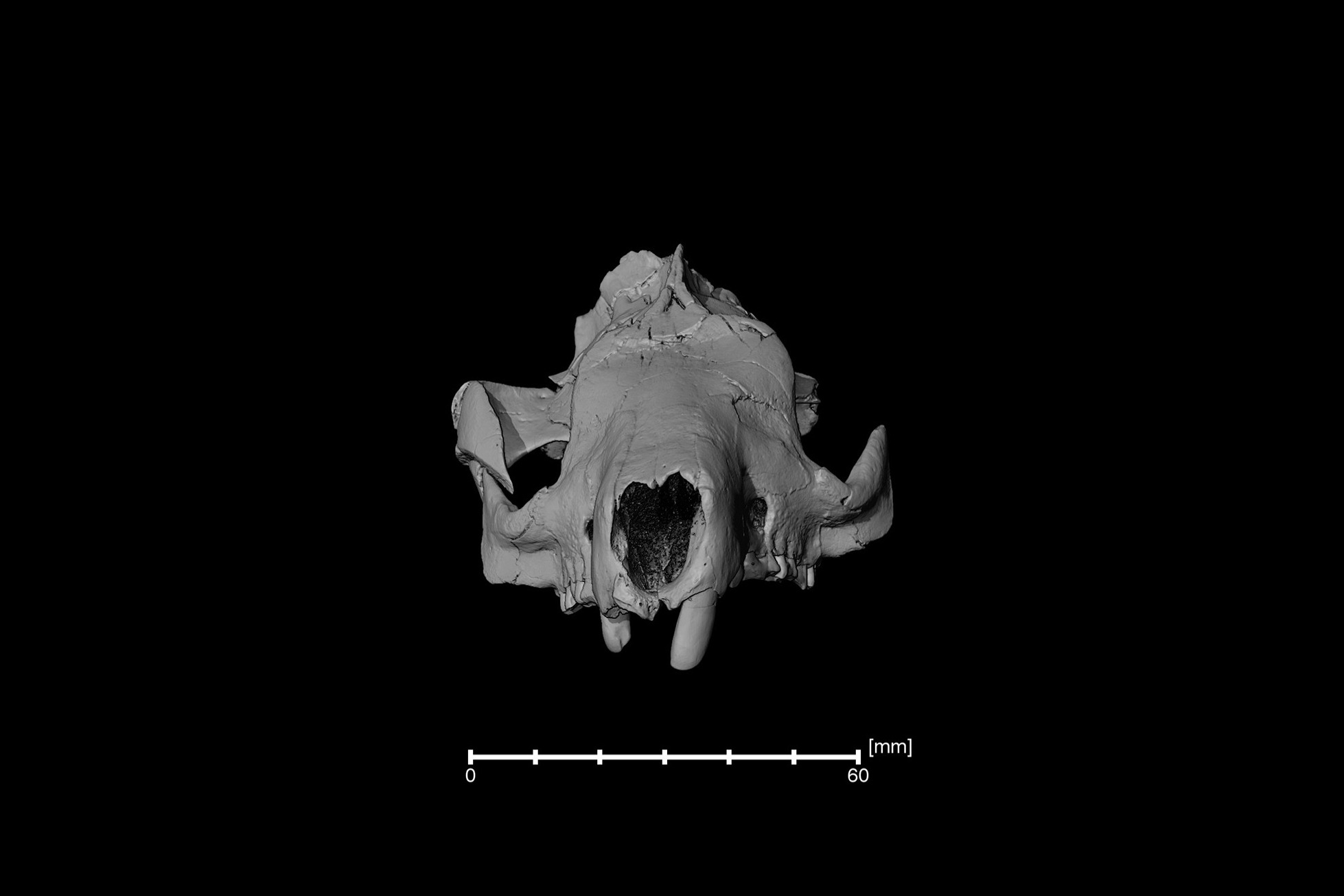 digital image of an animal skull