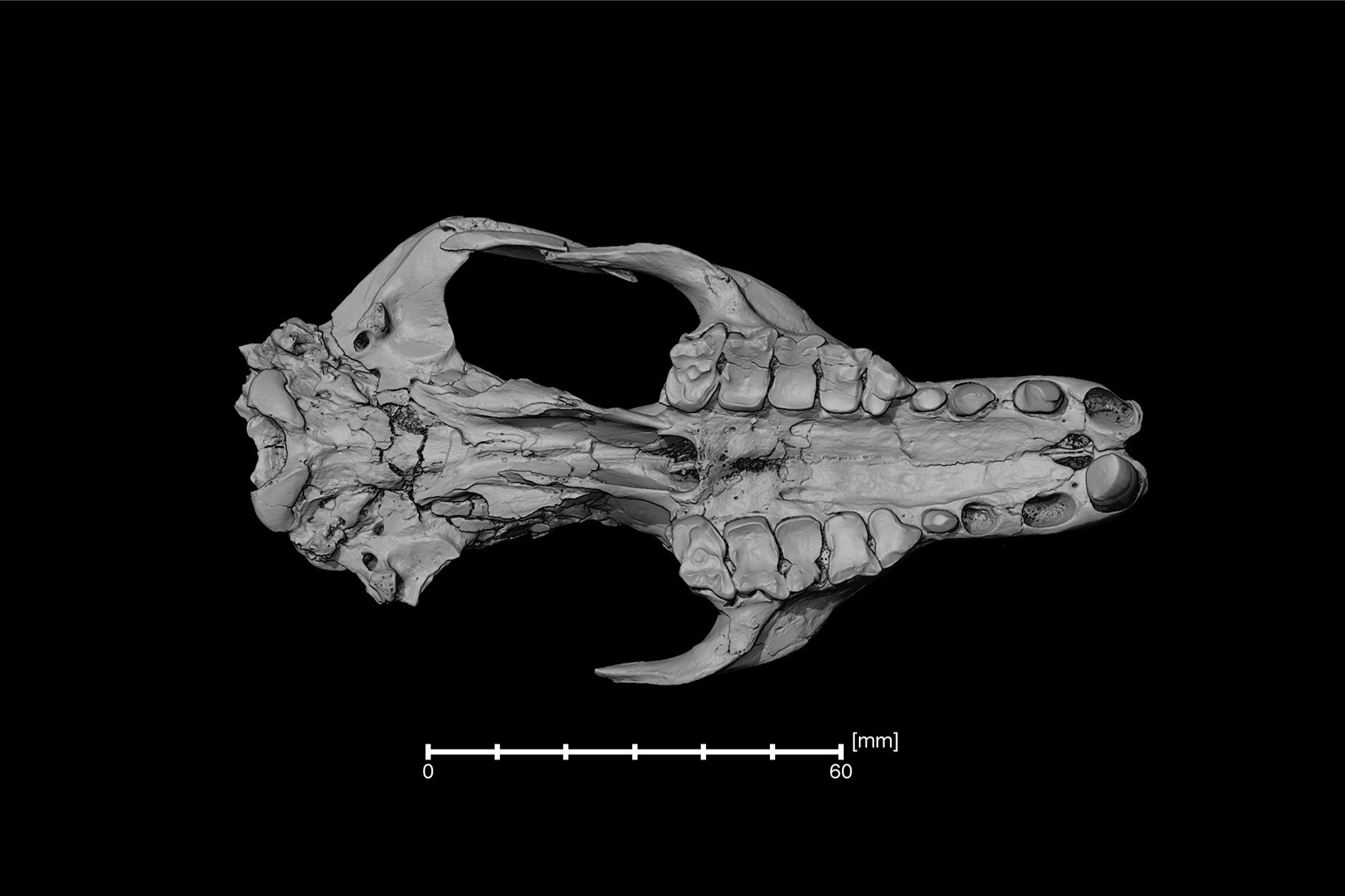 digital image of an animal skull