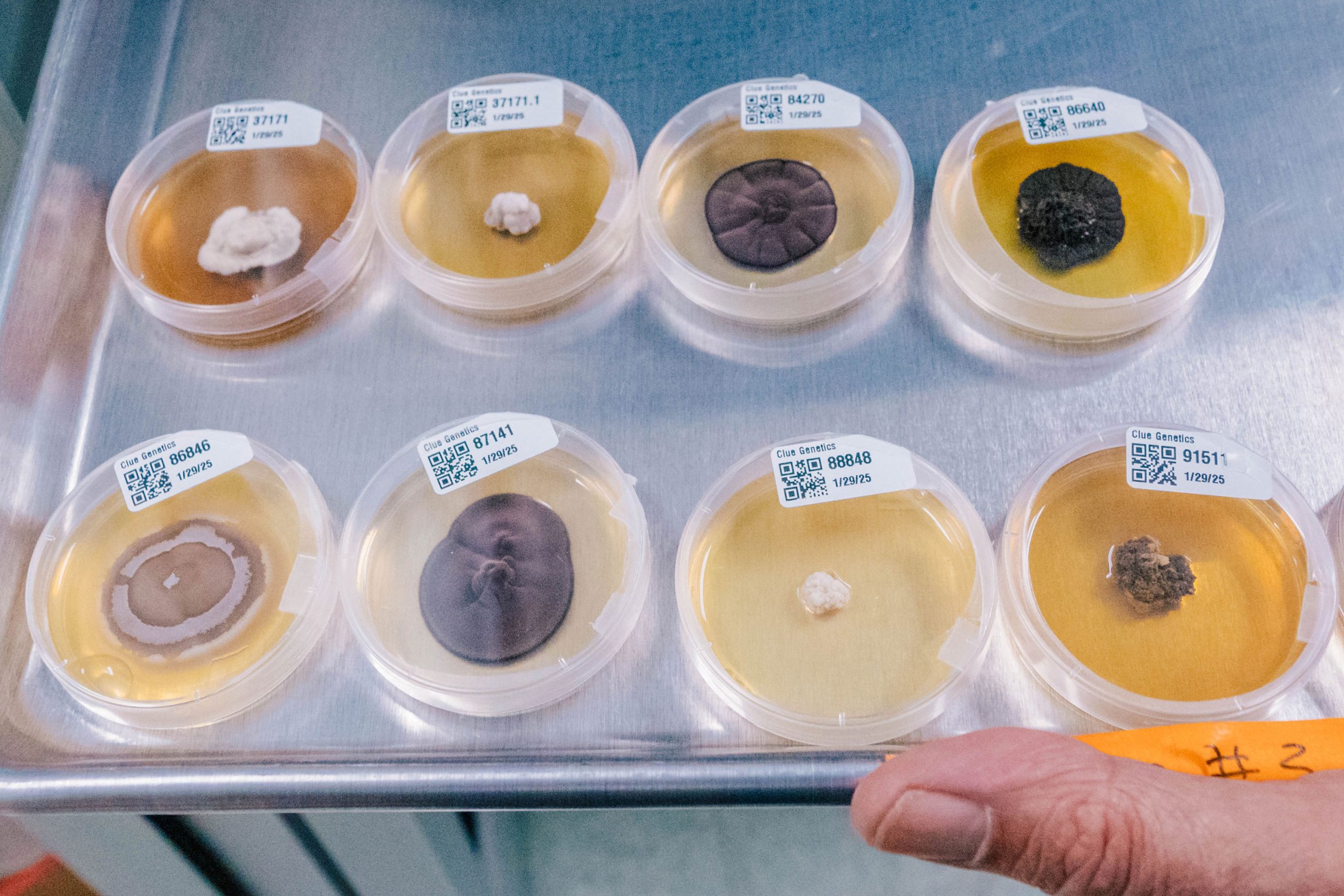 Close-up of eight clear petri dishes on a metal tray, each containing fungal cultures of varying colors and textures, with QR code labels on the lids.