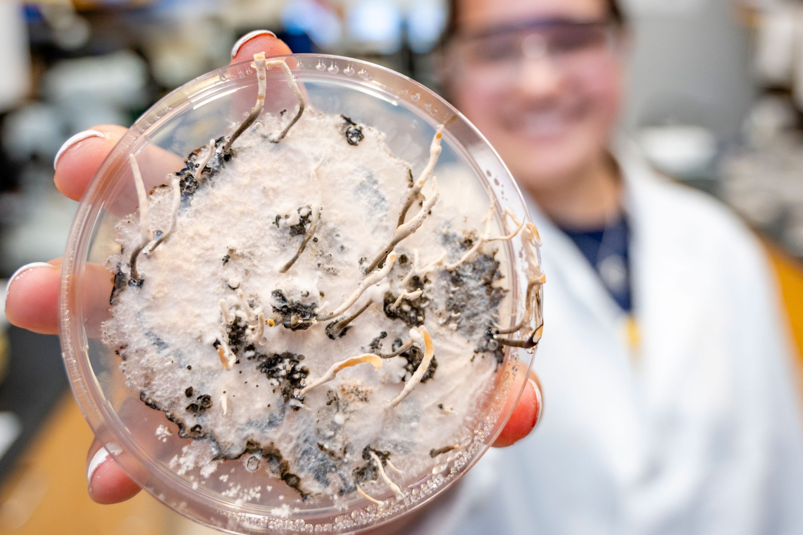 Close-up of a hand holding a petri dish with white fungal growth and dark clusters, along with visible branching structures across the surface.