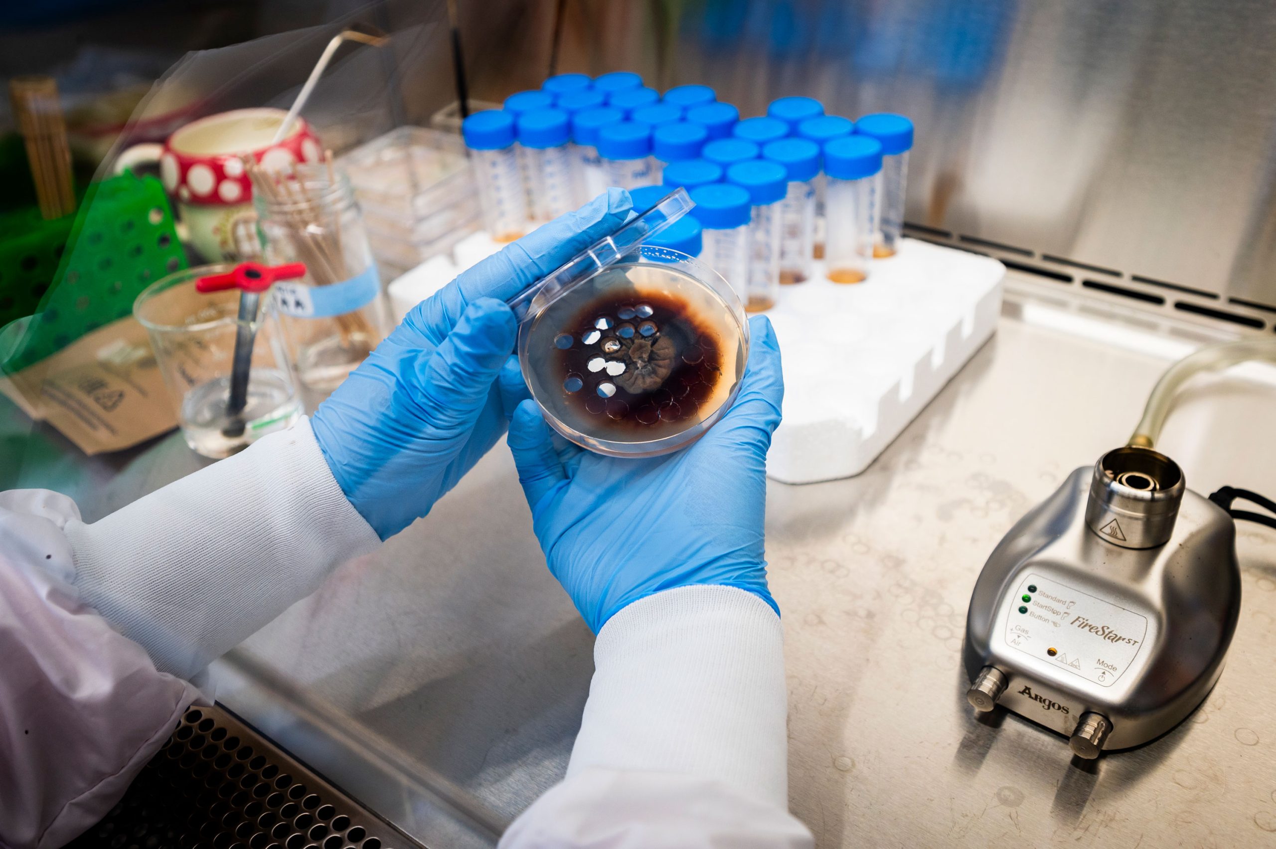 Gloved hands holding an open petri dish with dark fungal growth and white spots inside a laboratory workspace. Background includes a foam rack of capped test tubes and a small metal device labeled “FlowSpar.”