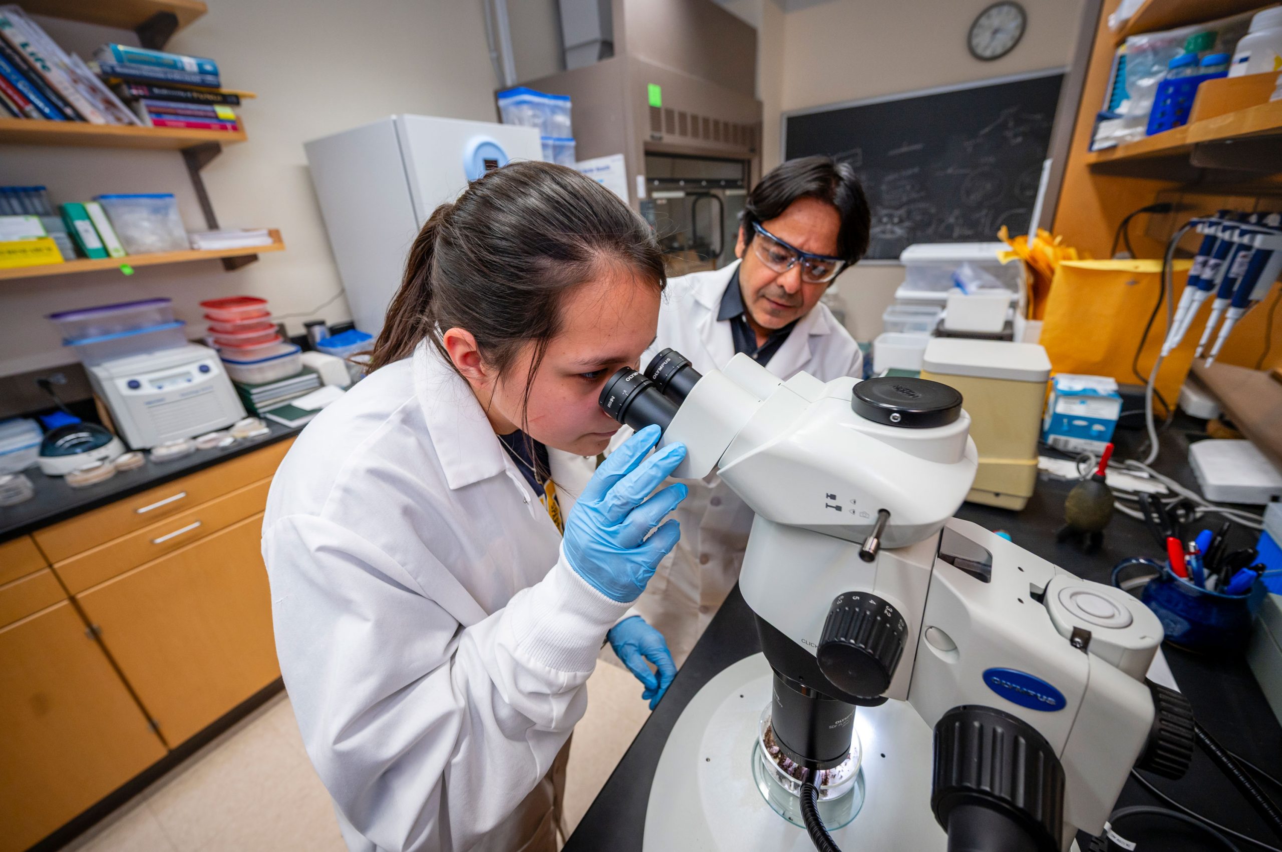 Dr. Raja and an undergraduate student in a laboratory wearing white coats and gloves, working with a stereo microscope on a black countertop. Surrounding equipment includes pipettes, stacked petri dishes, and lab supplies on shelves and counters.
