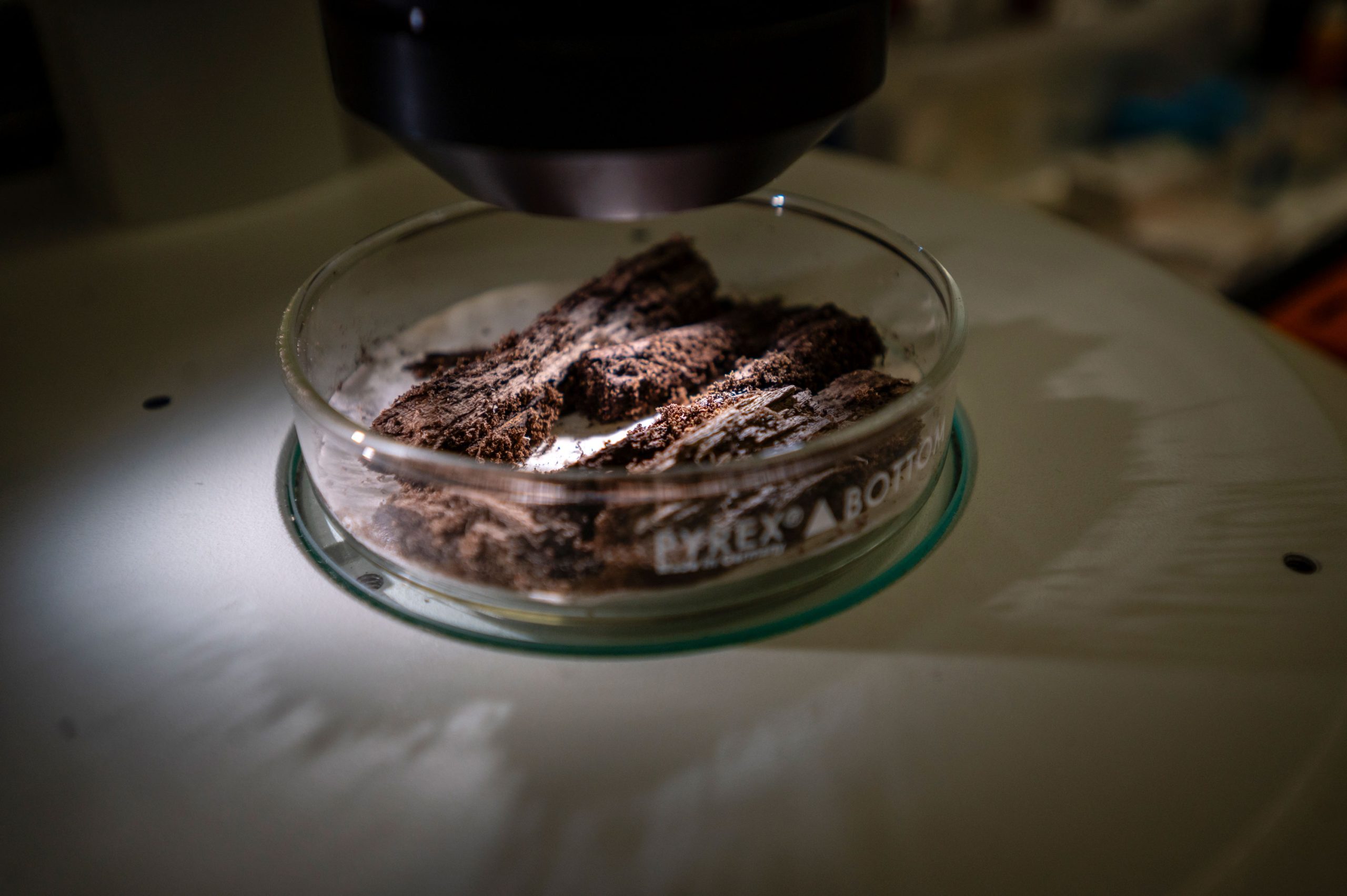 Close-up of a glass petri dish containing dark soil-like samples under a microscope, illuminated by a bright light source.