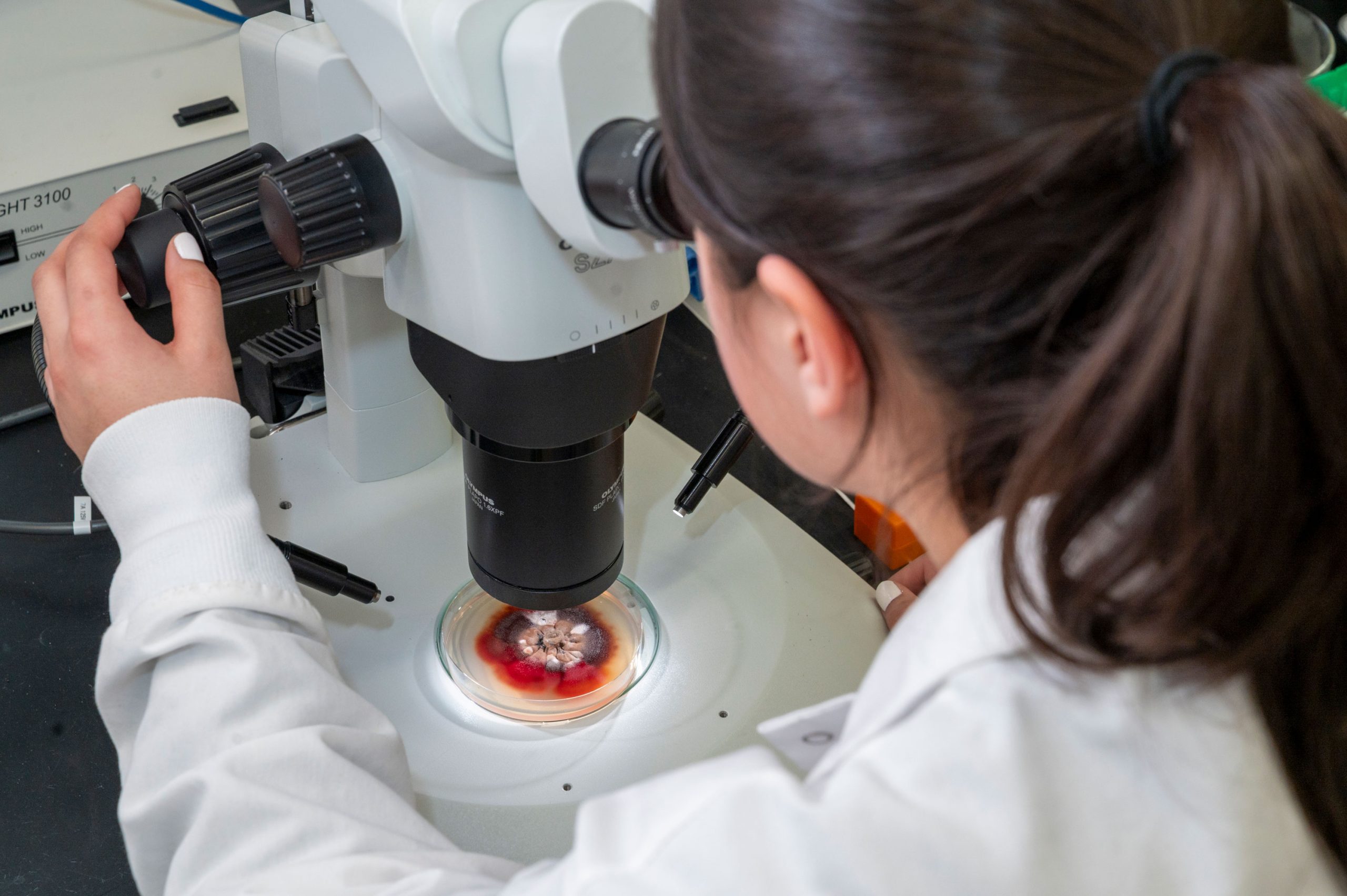 Student in a lab coat using a stereo microscope to examine a petri dish containing a sample with red and beige coloration on the stage.