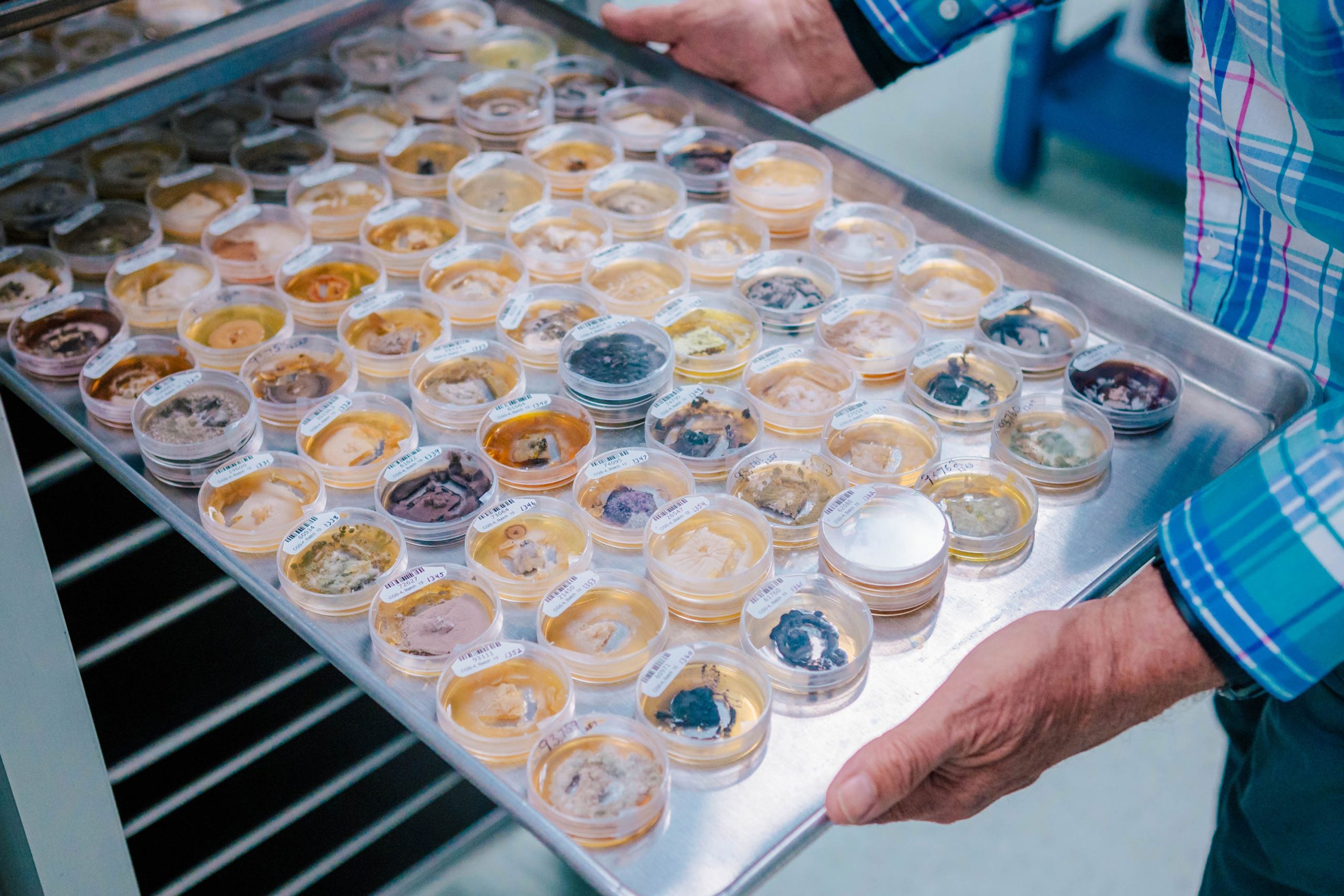 Tray filled with dozens of small clear containers holding various fungal samples in different colors and textures, being held by a person wearing a plaid shirt.